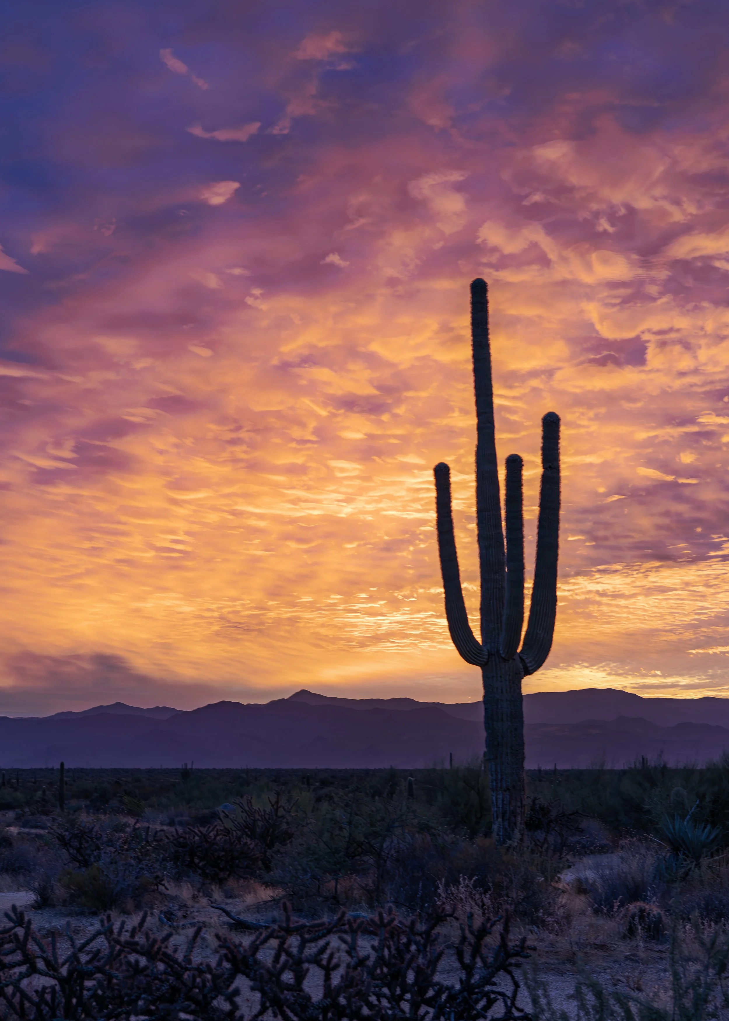Vertical View Of Epic Burning Sky Sunrise In Arizona