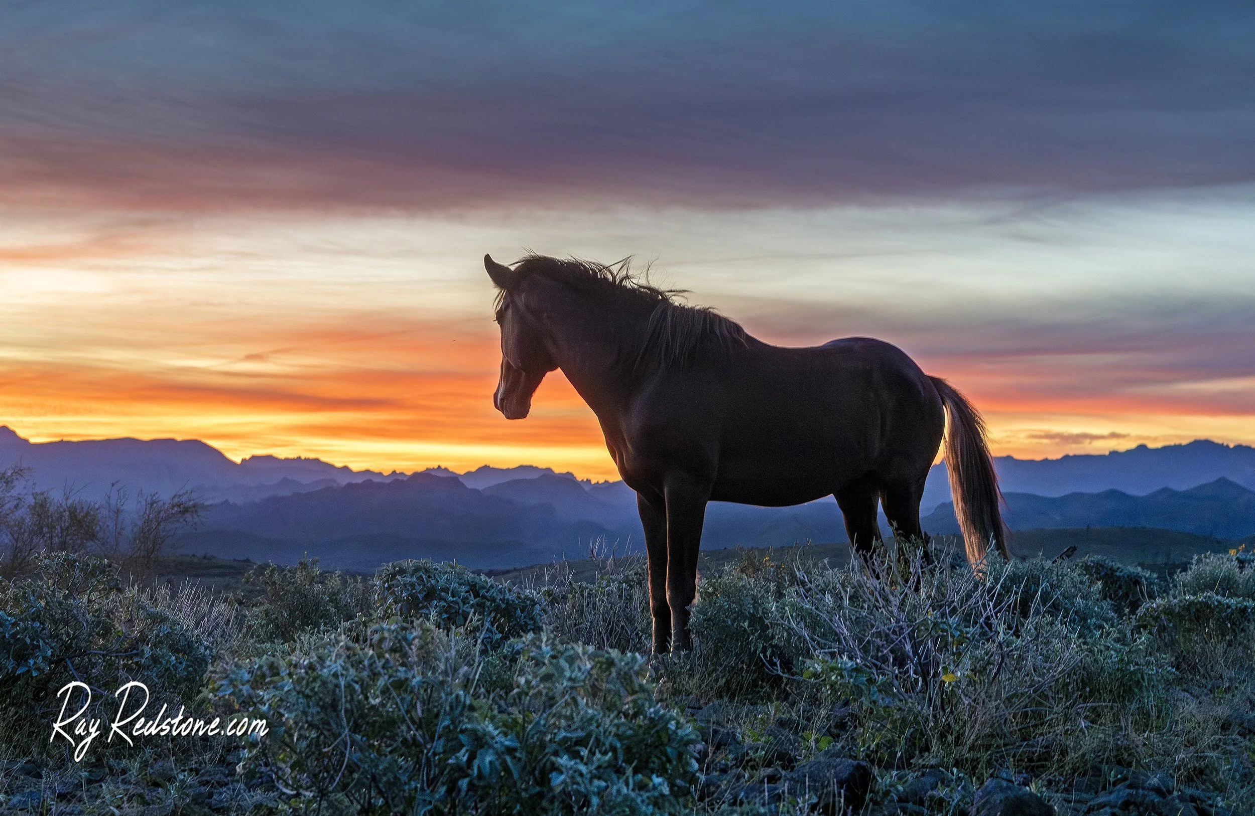 Salt River Wild Mustang On A Mountain Ridge At Sunrise In Arizona