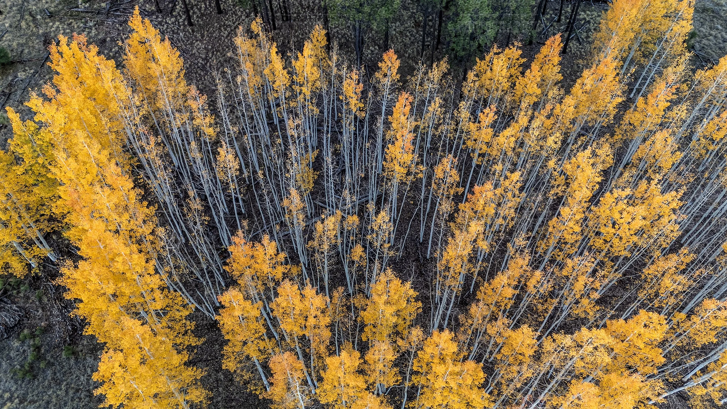 Drone View Of Fall Aspen Trees