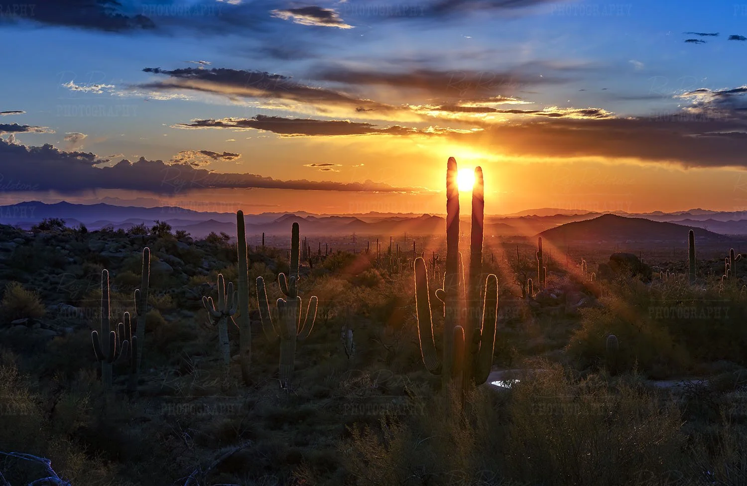 desert-eye-1500wm-0S8A4402-Enhanced-NR-1.jpg