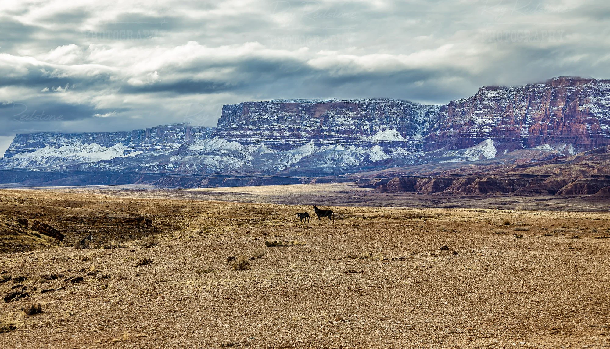 Horses With Snow Dusted Desert Cliffs In Background