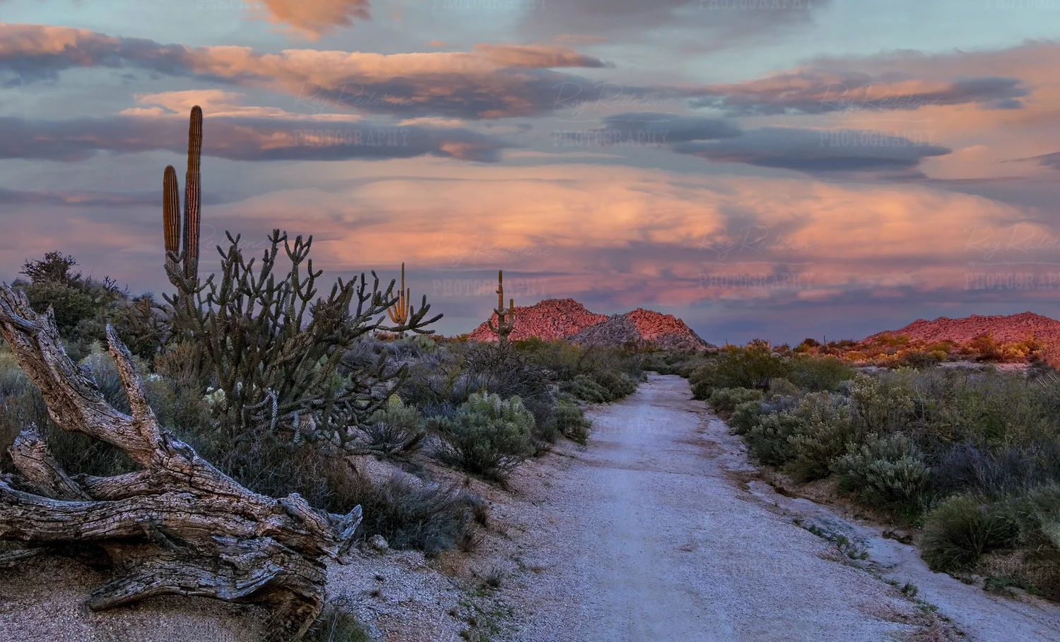 Phoenix Arizona Desert Sunset Bold Stand Of Saguaro Cactus At Sunset