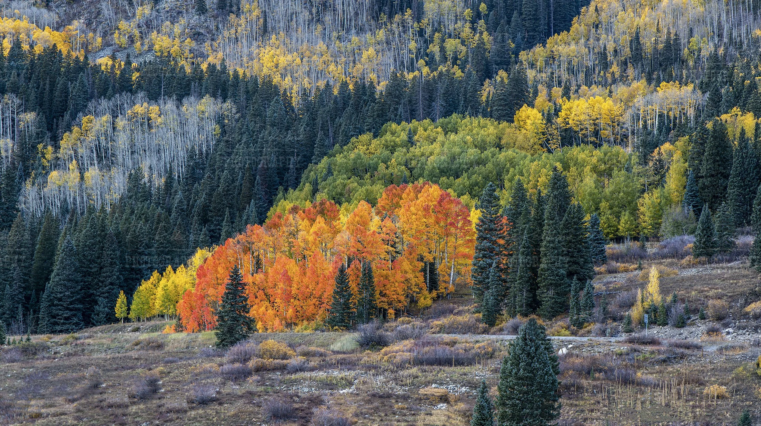 Super Vibrant Colored Quaking Aspen Stand Near Telluride Colorado