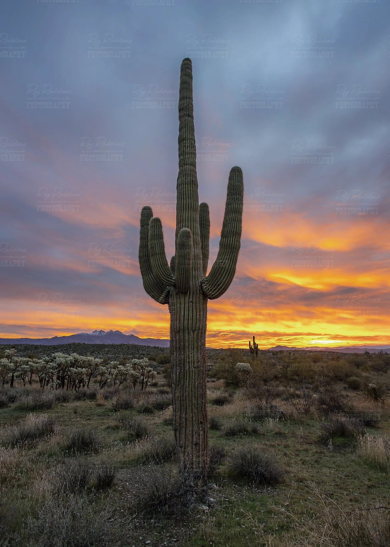 Lone Saguaro At Sunrise 