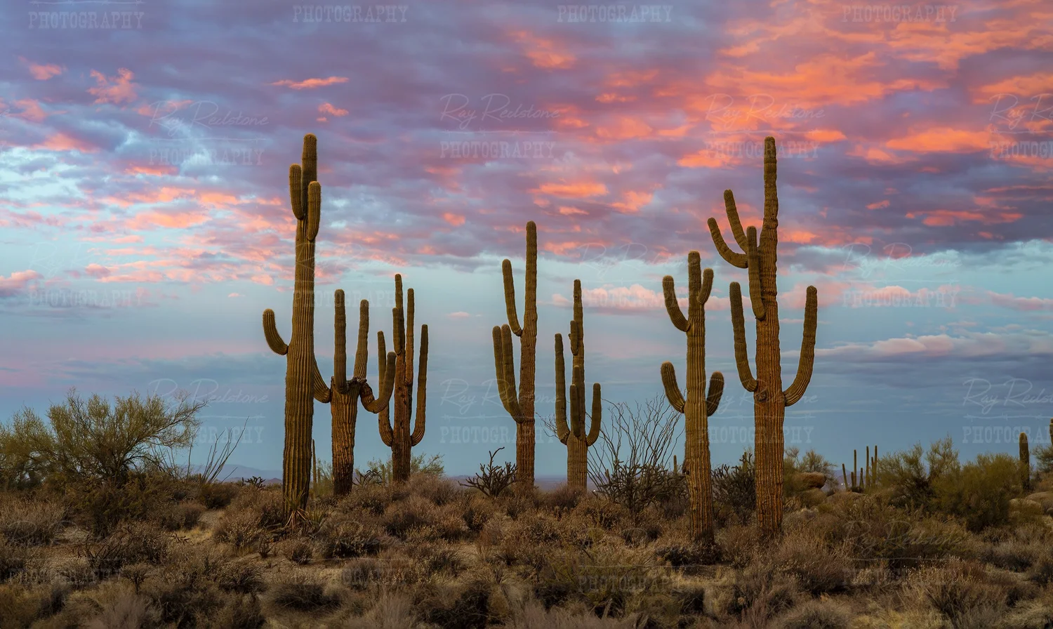 lkerol cactus Lakerol Pastilles Salvi Licorice
