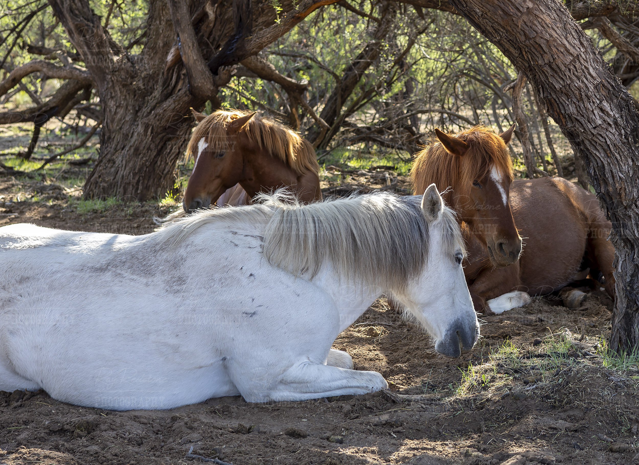 Three Wild Horses Resting In Arizona