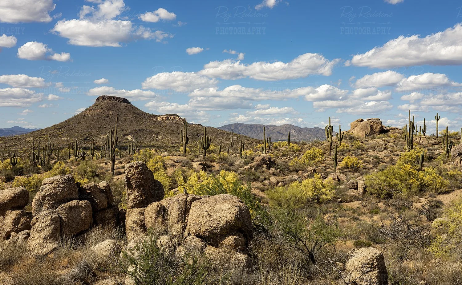 Wide Ratio Sonoran Desert Landscape 