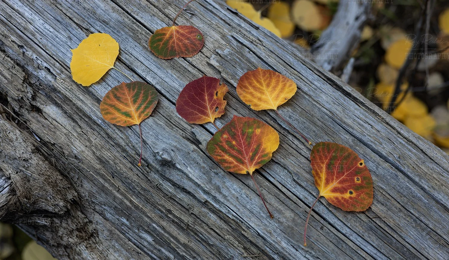 fall-aspen[leaves-log-0S8A9942-1500wm.jpg