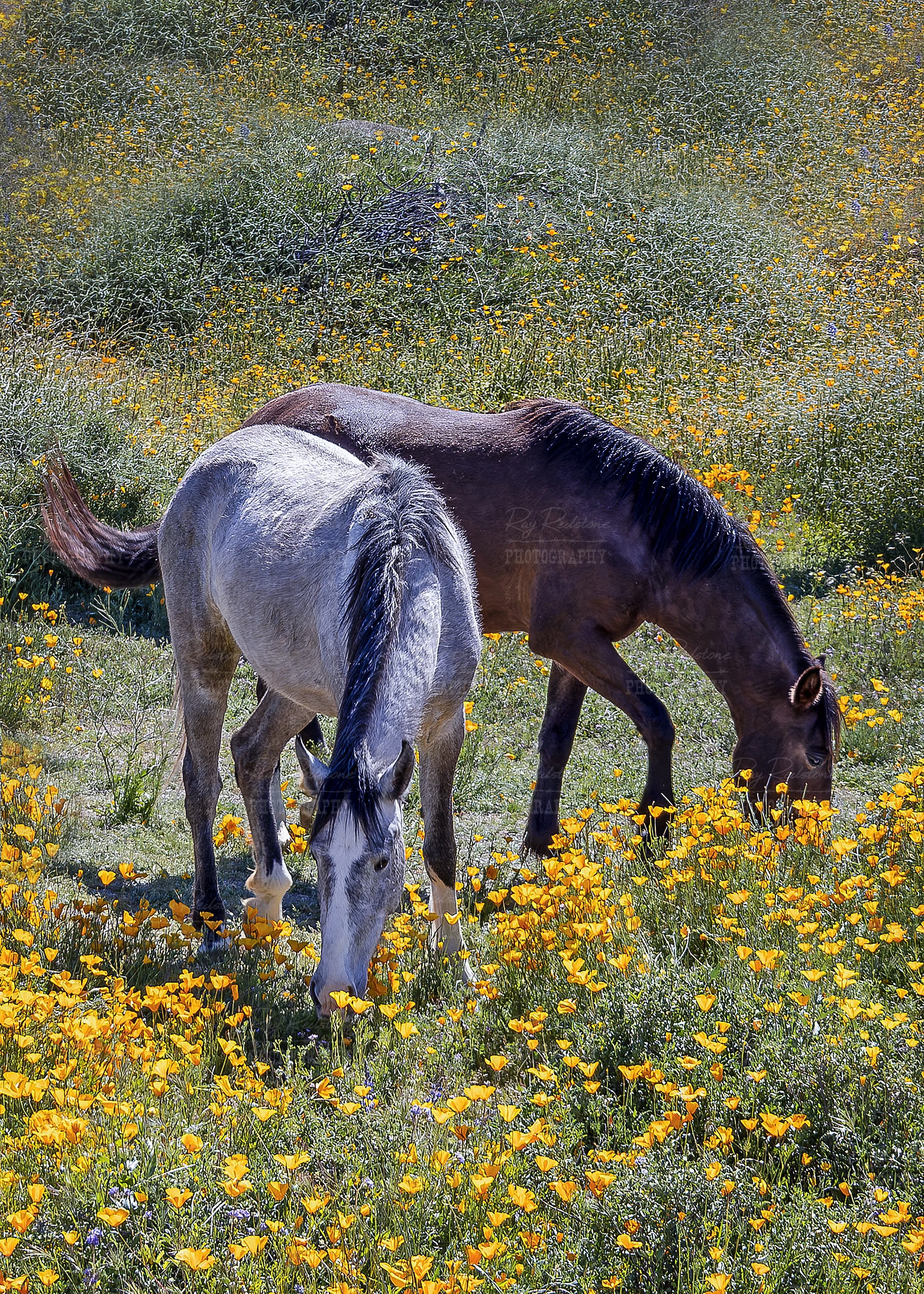Two Wild Horses Grazing In Field Of Wildflowers In Arizona