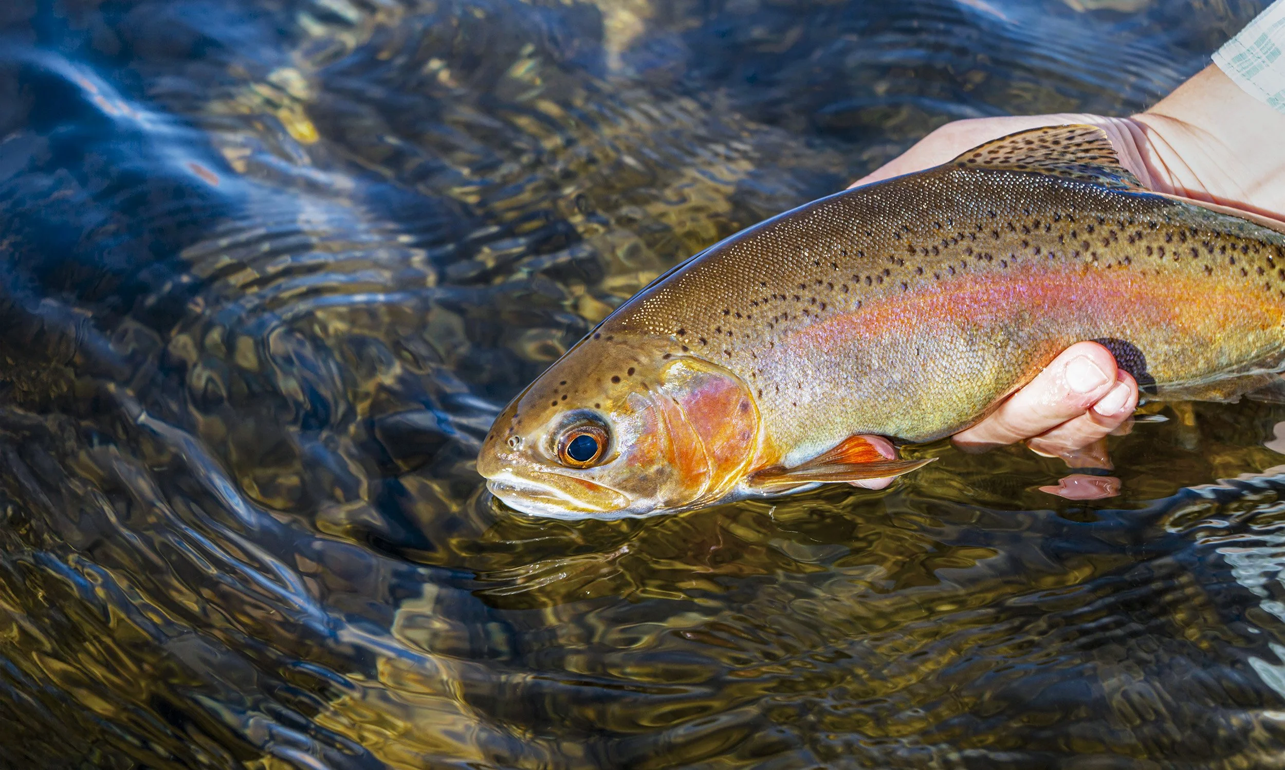 Vibrant Rainbow Trout