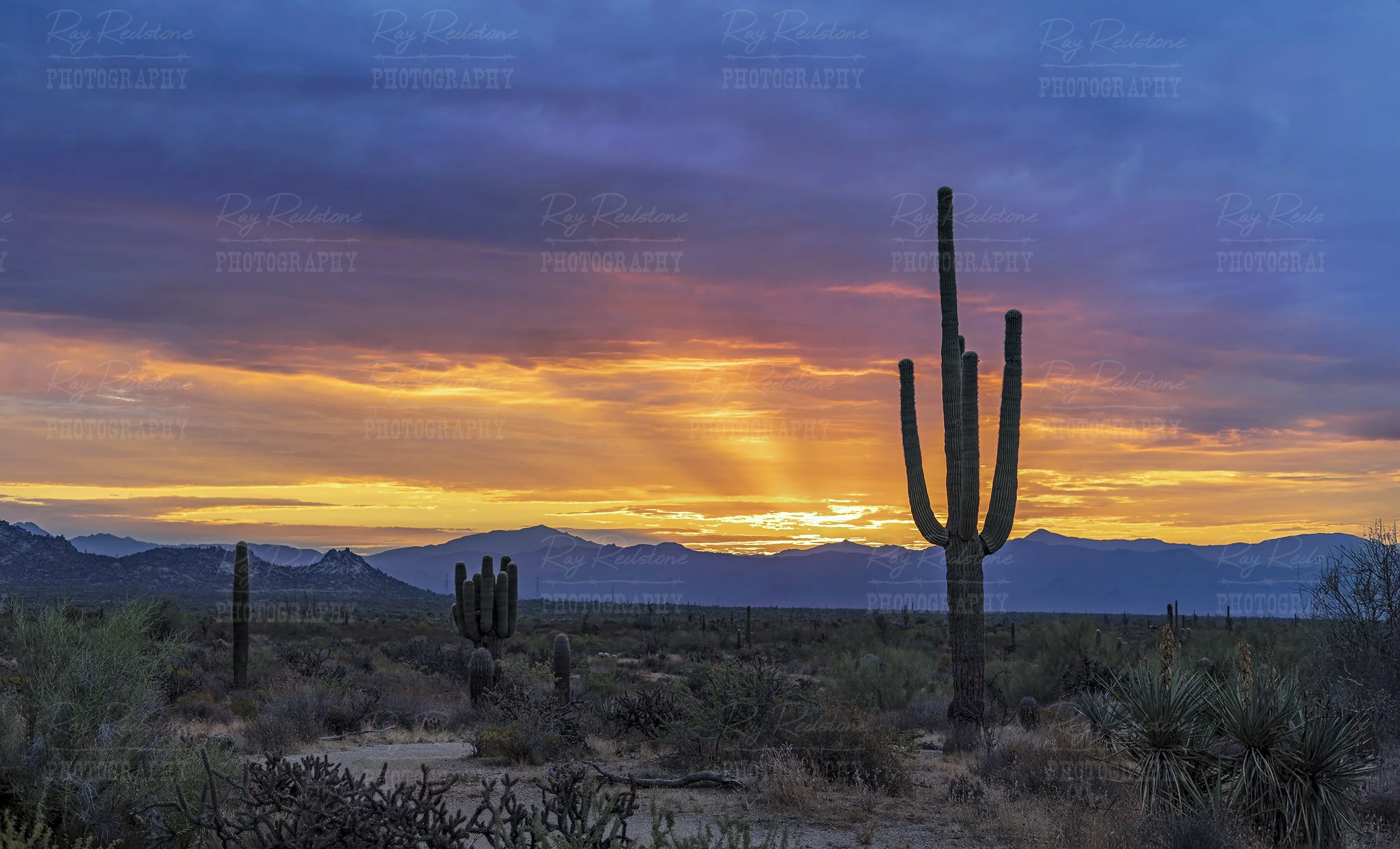 Super Vibrant Desert Sunrise With Cactus Silhouette