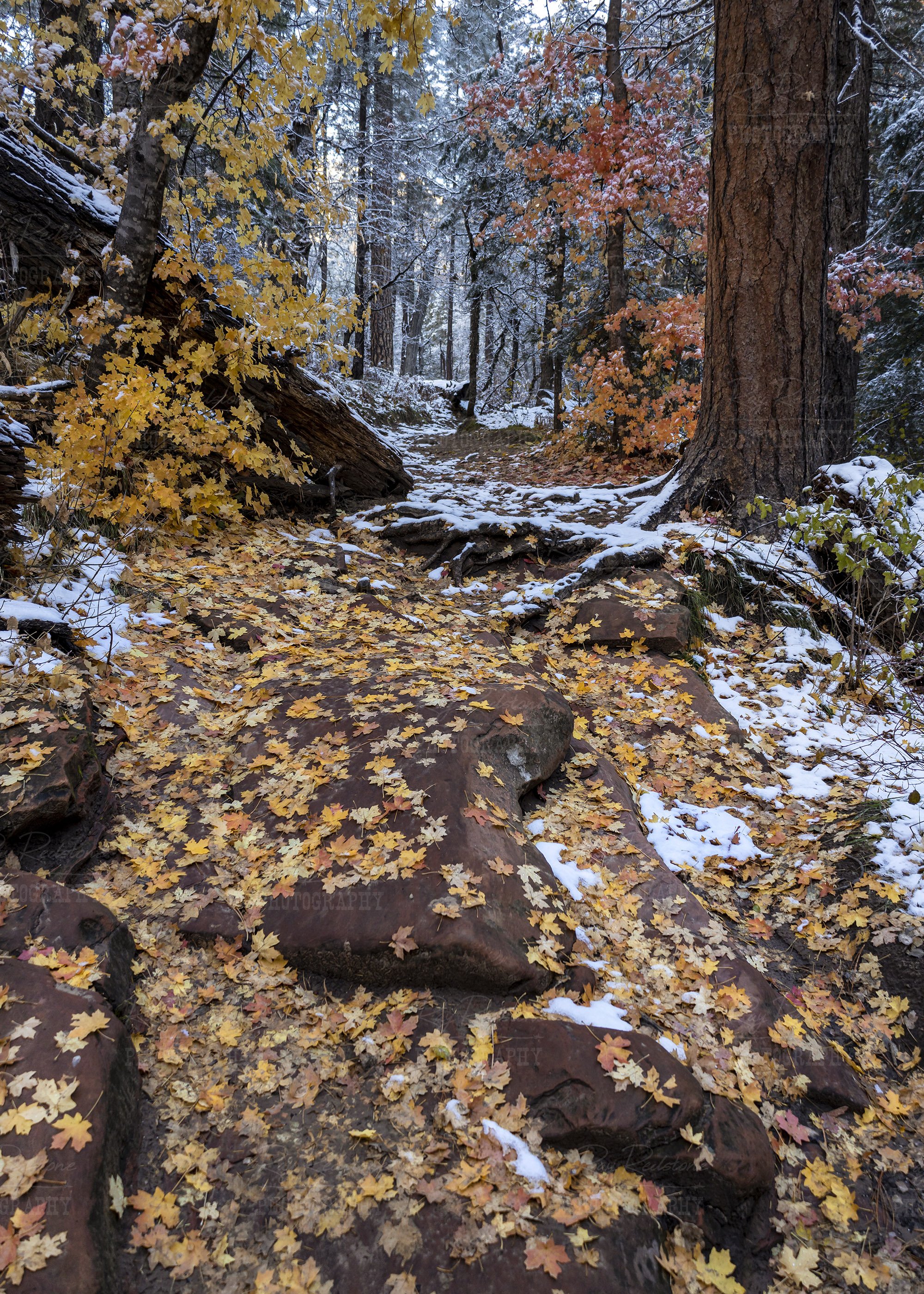 Snow And Fall Colors On West Fork Trail In Sedona AZ