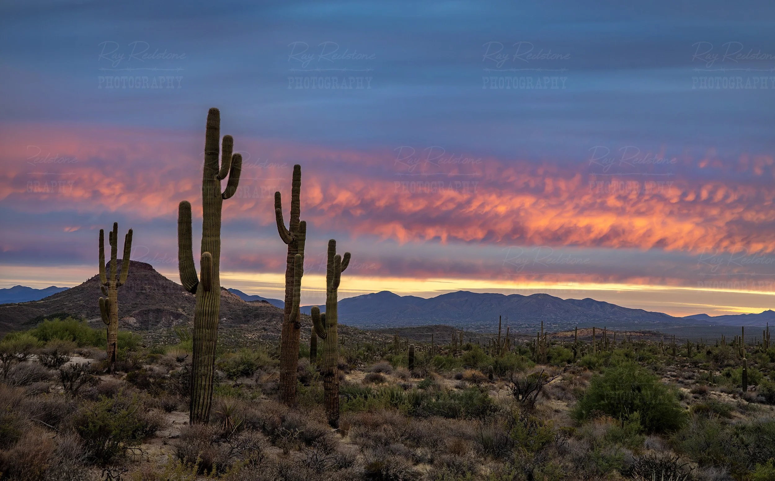 Wide ratio Desert Sunrise Landscape With Cactus