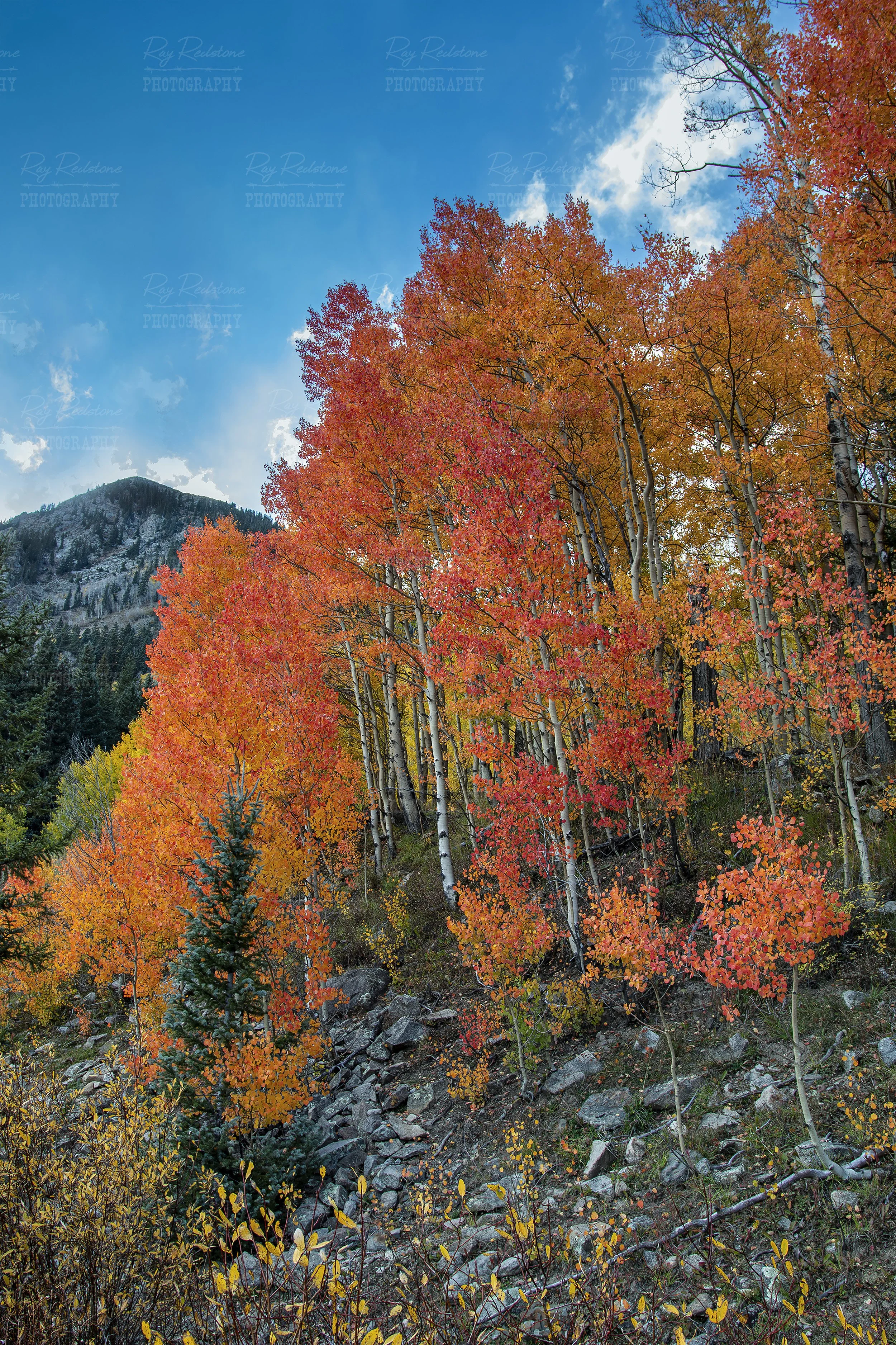 Vertical Ratio Image Of Colorful Fall Aspen Trees In Colorado