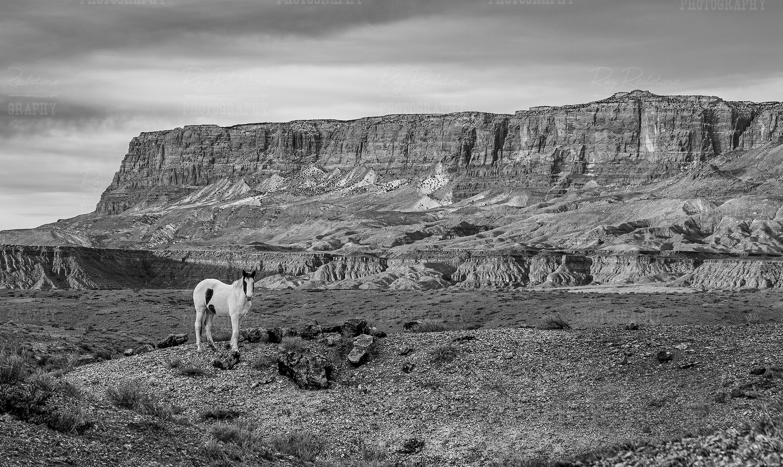 Black & White Image Of Horse With Vermilion Cliffs In The Background