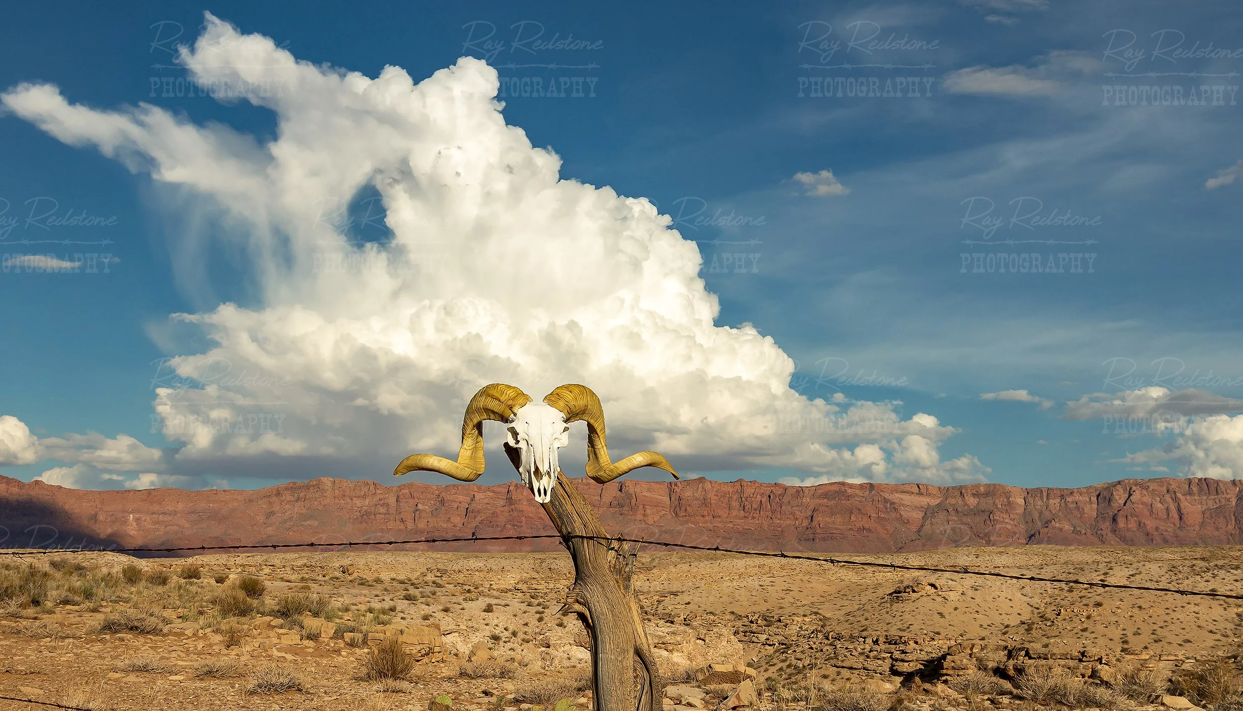 Desert Bighorn Ram Skull On Fence In Arizona