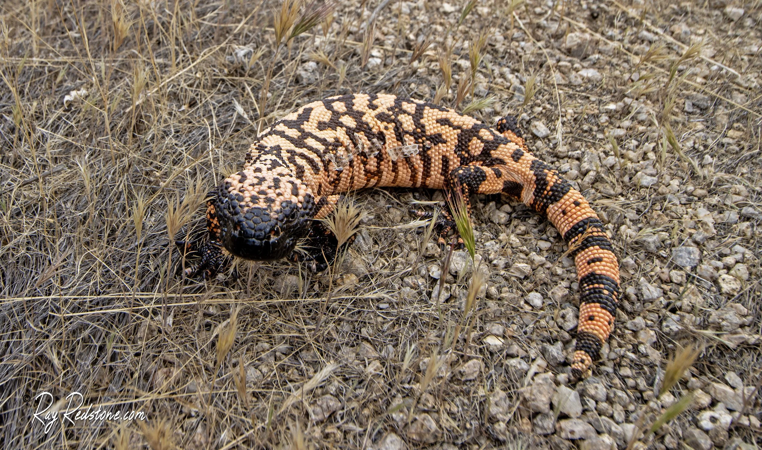 Gila Monster along Toms Thumb Trail In Scottsdale
