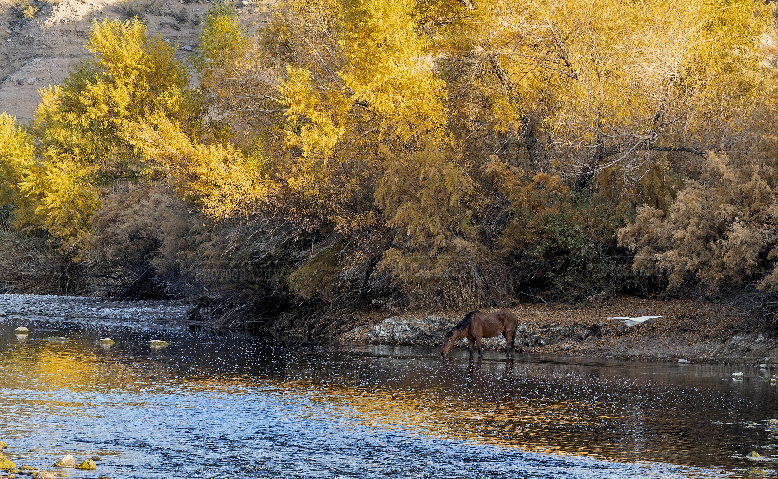 Wild Horse Drinking From The Salt River In Arizona