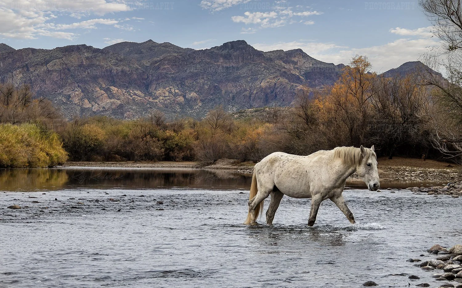 Stallion Crossing Fall Time...