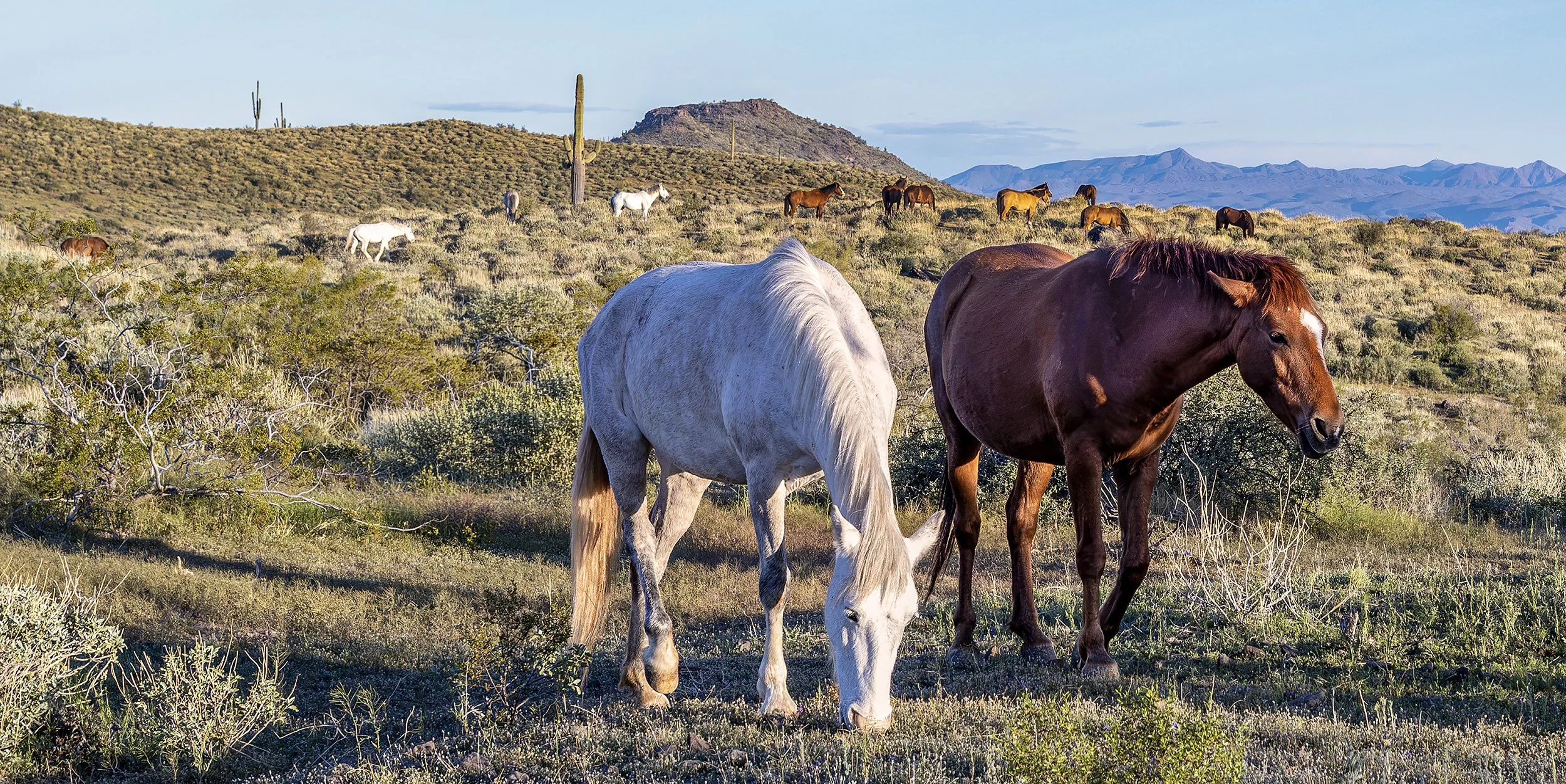 AZ Wild Horses