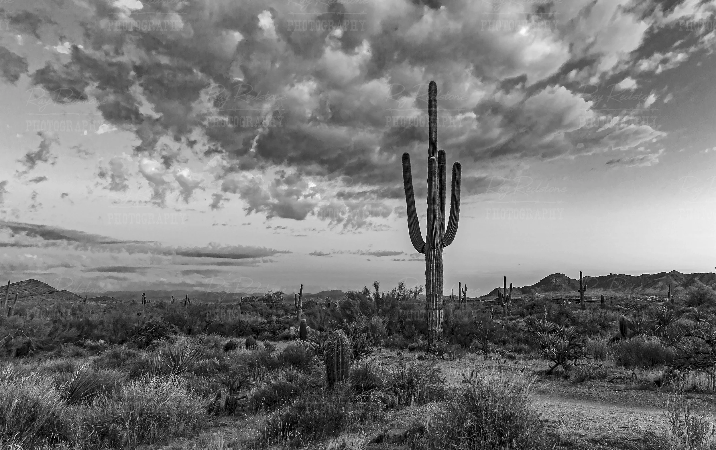 Black & White Desert Landscape Arizona