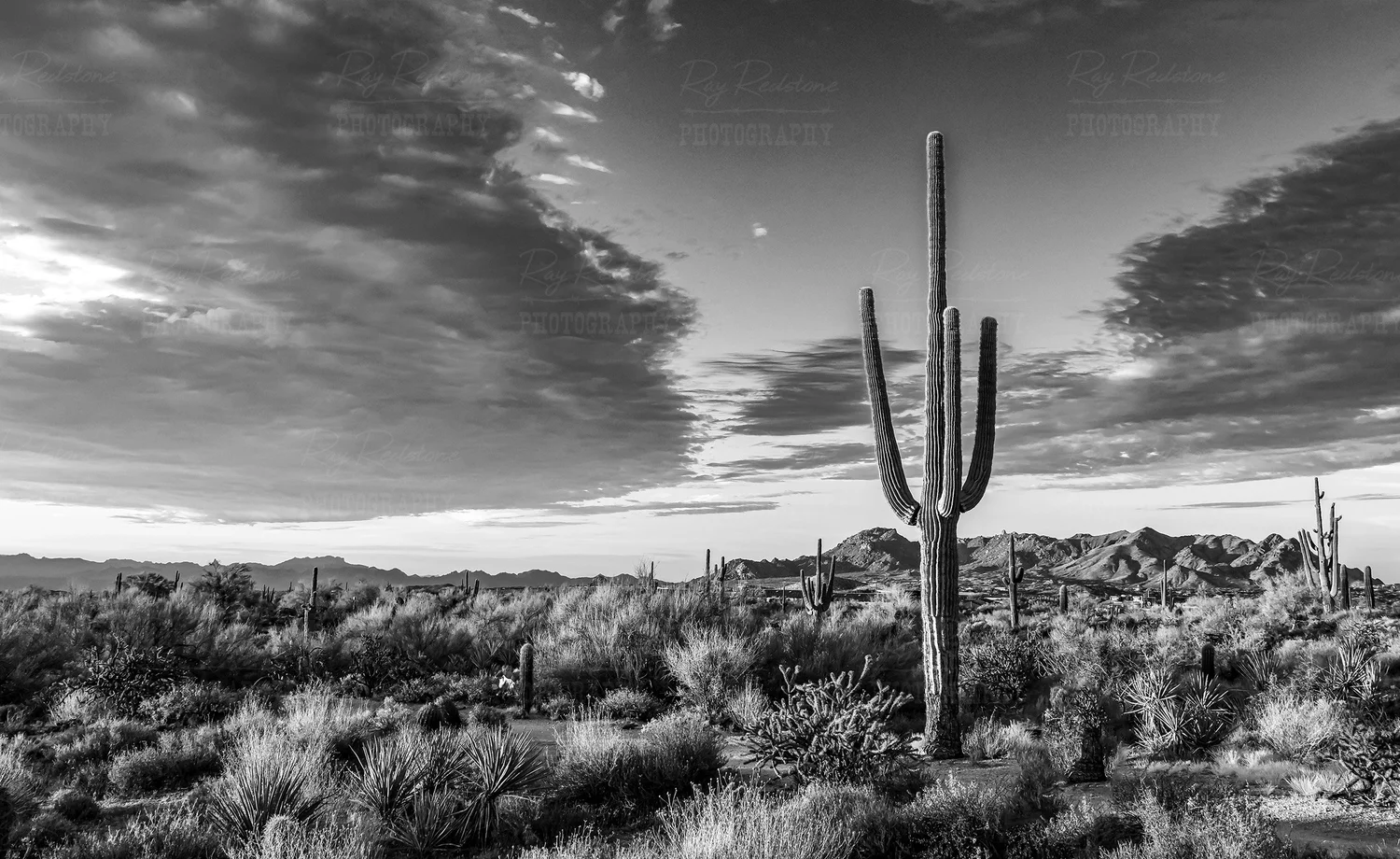 Black And White Photo Of Saguaro Cactus In The Arizona Desert