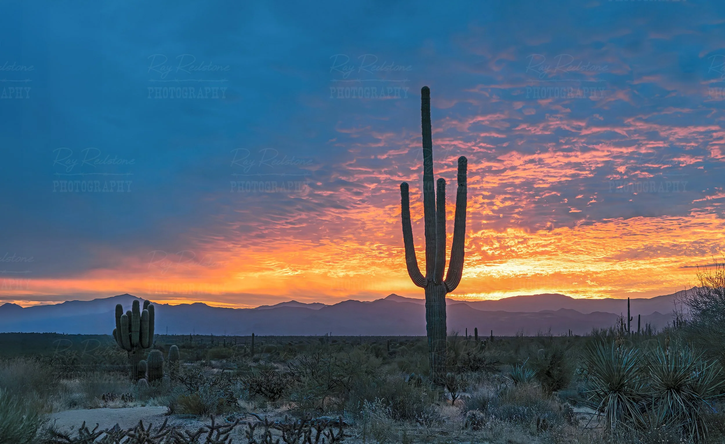 Super Vibrant Arizona Desert Sunrise With Saguaro Cactus