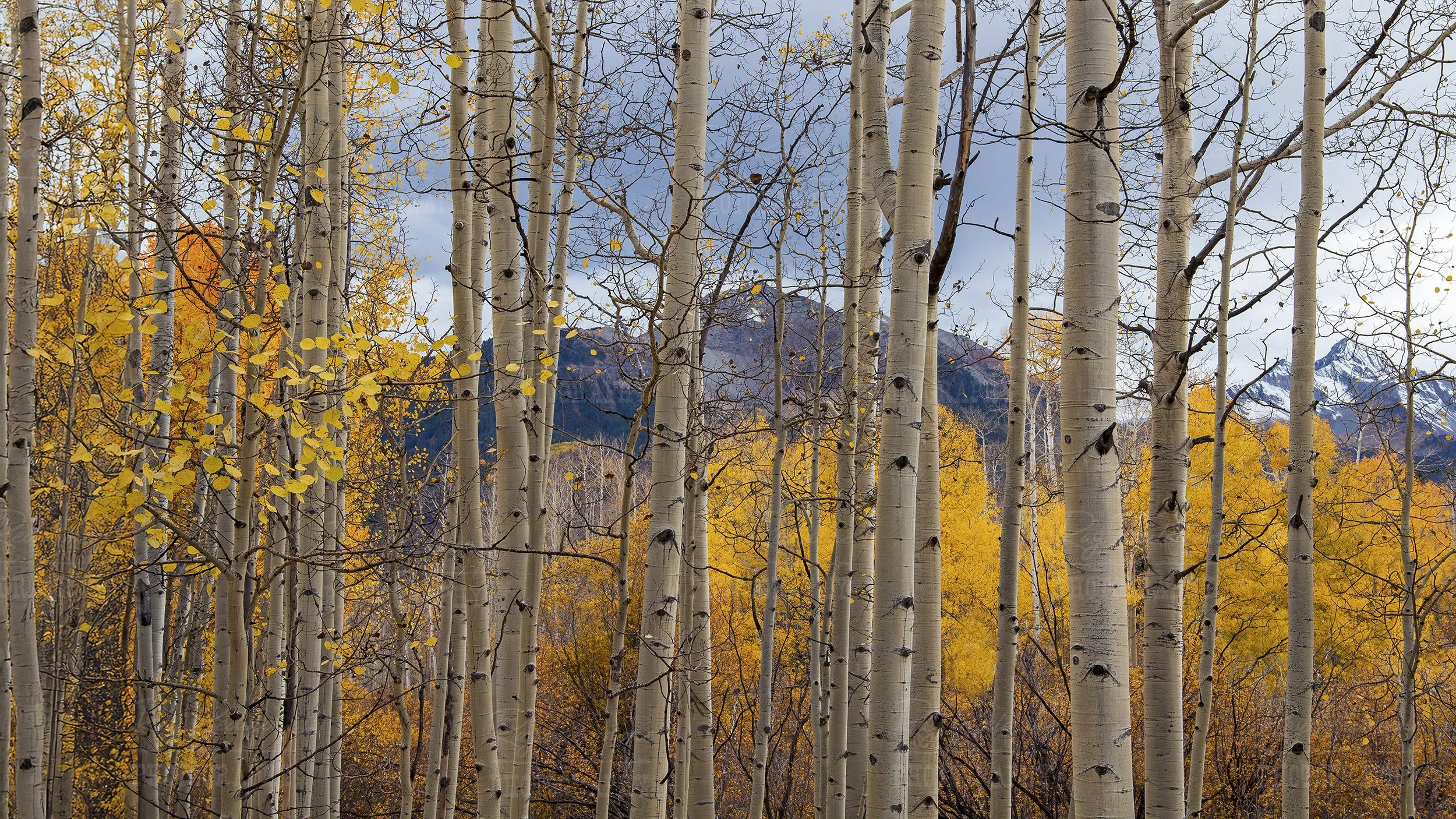 Colorado Aspen Trees At Fall Time