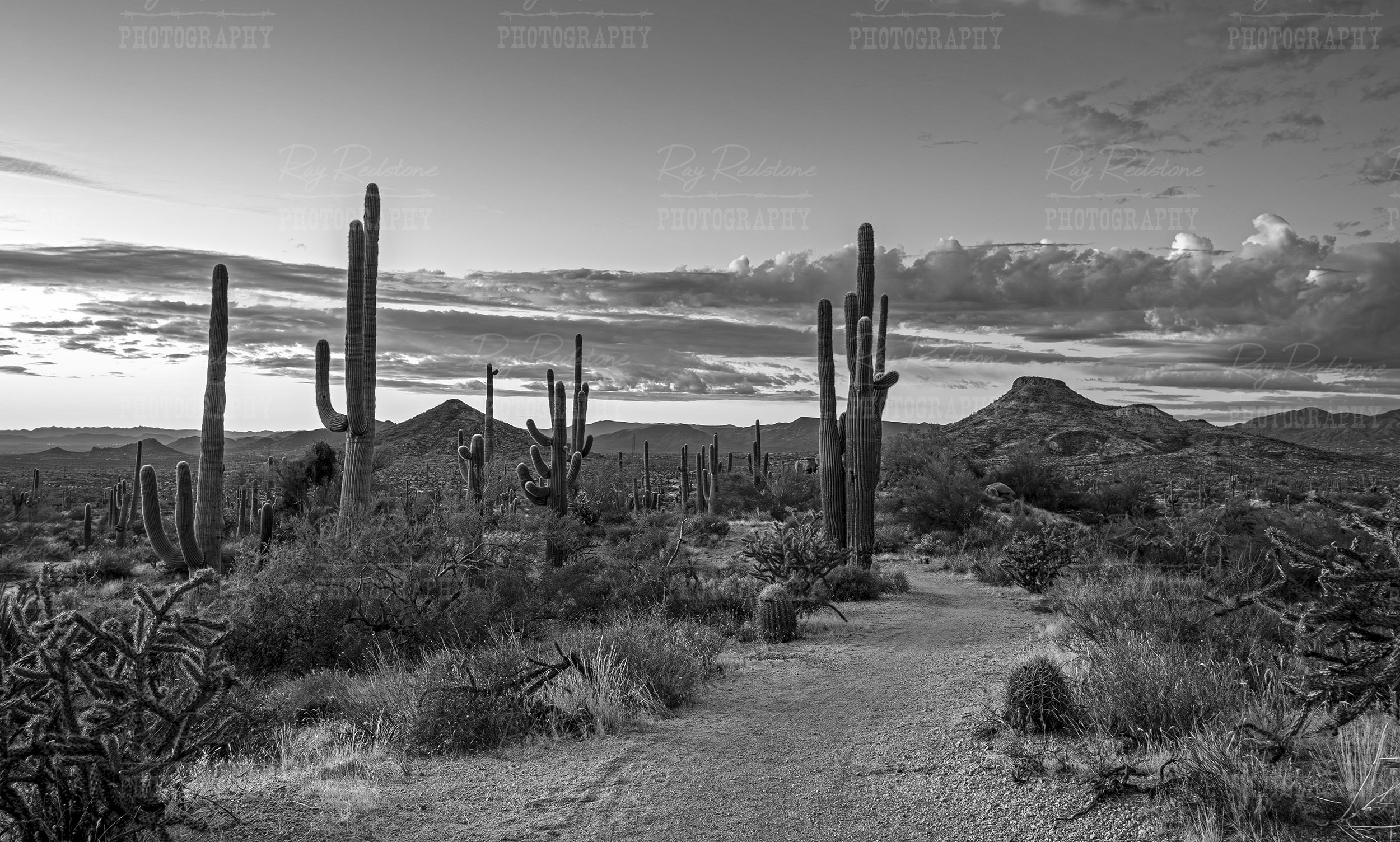 Black & White Arizona Desert Landscape