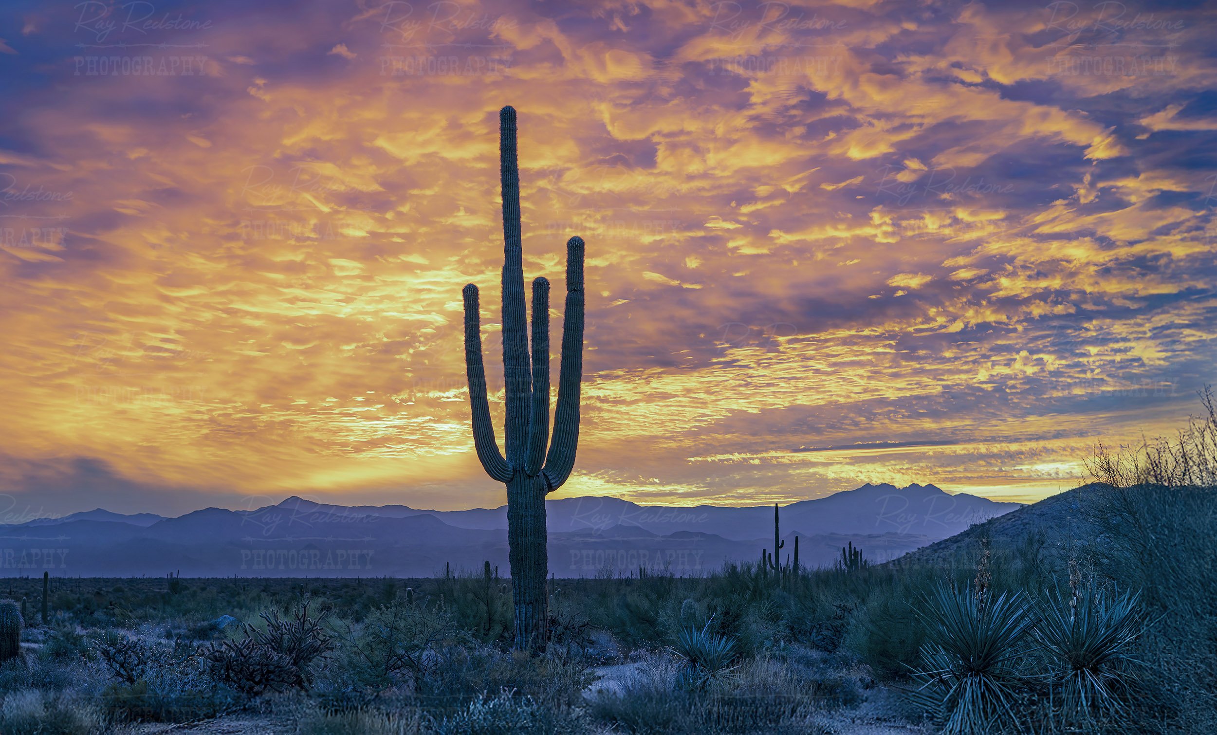 Saguaor Cactus At Sunrise In A Scottsdale AZ Desert Preserve