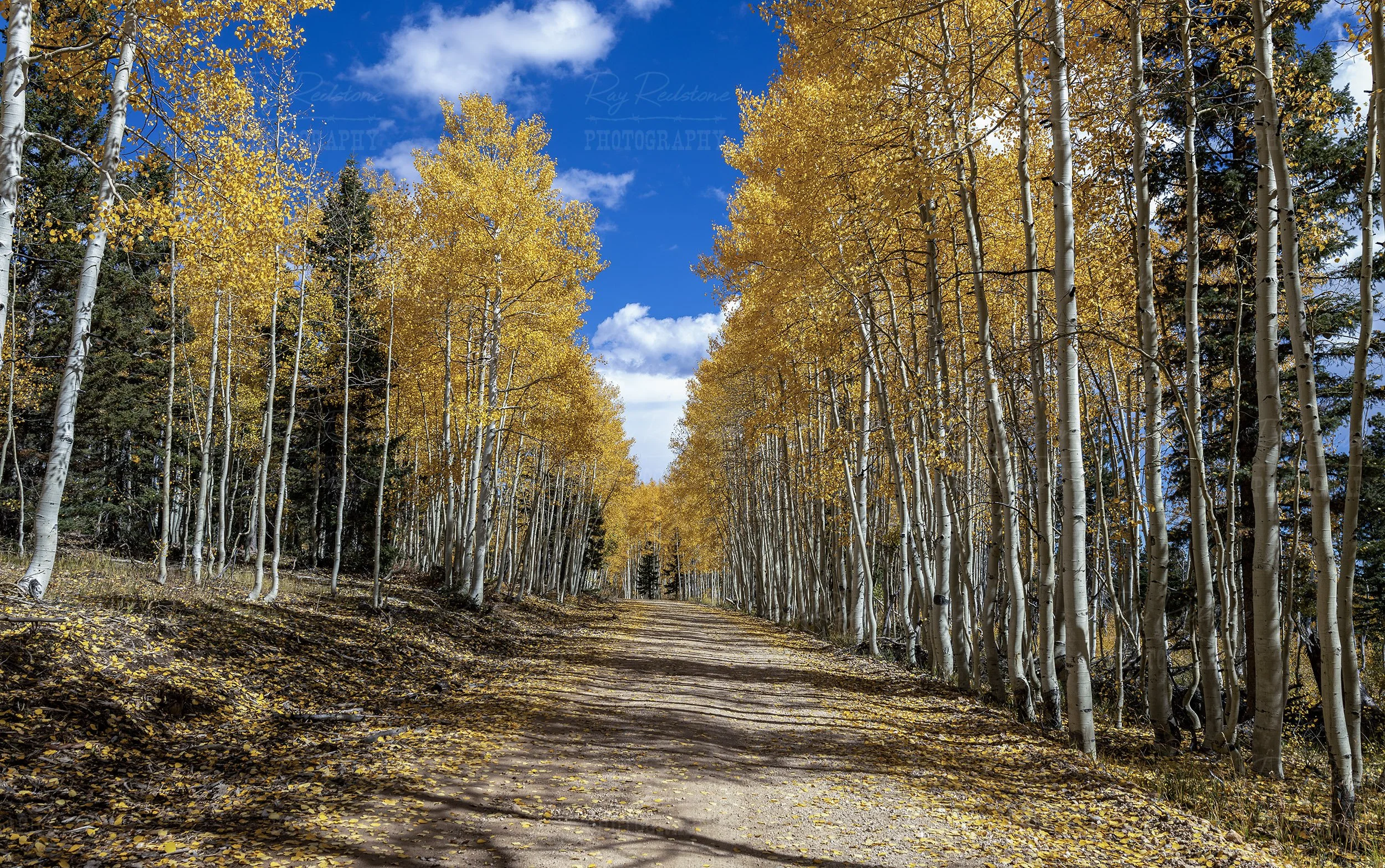 Aspen Lined Forest Road North Rim Grand Canyon