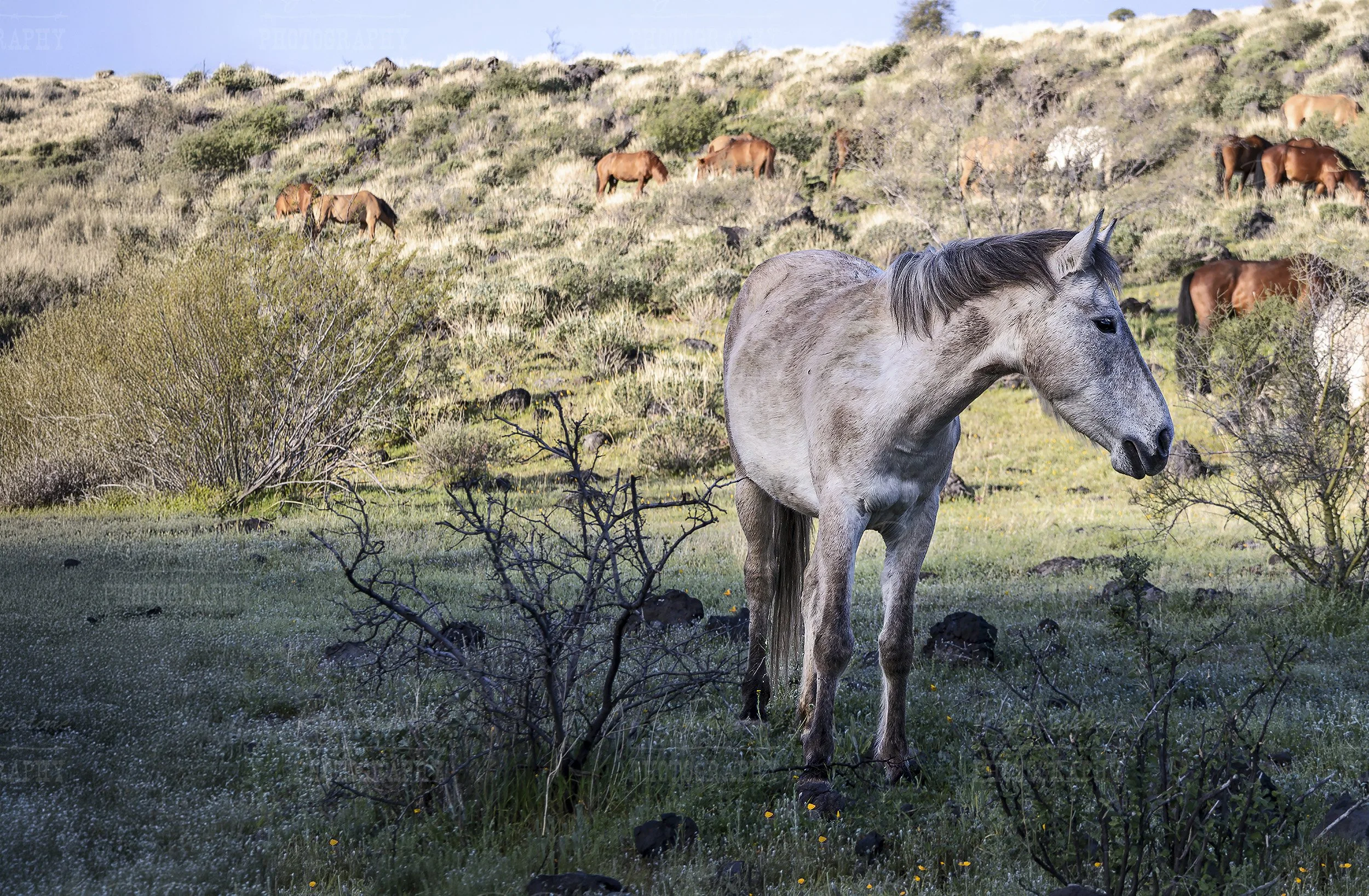 Close Up View Of White Mustang In Arizona