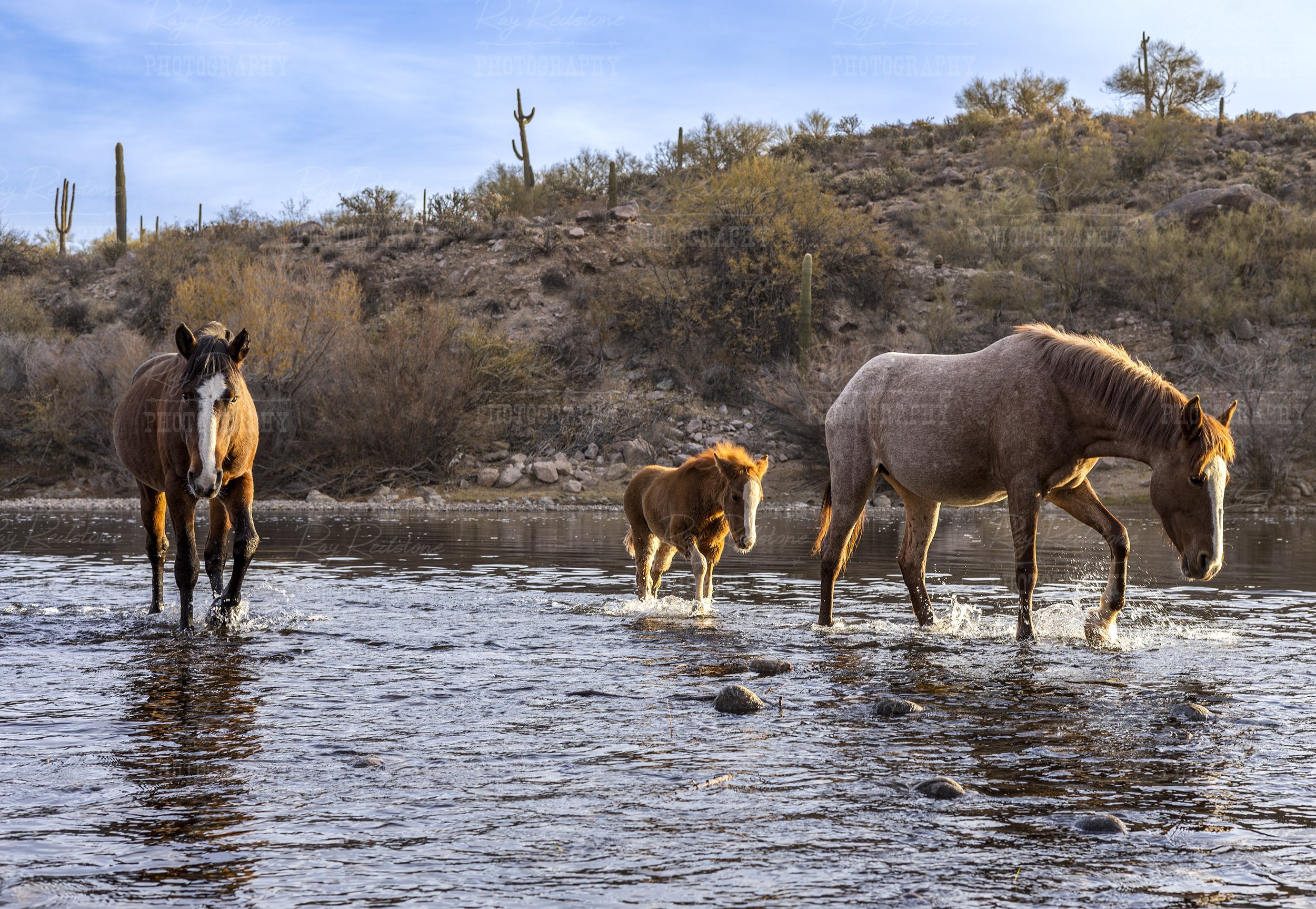 foal-parents-crossing-river- 2500wm-0S8A8982-Enhanced-NR copy 2.jpg