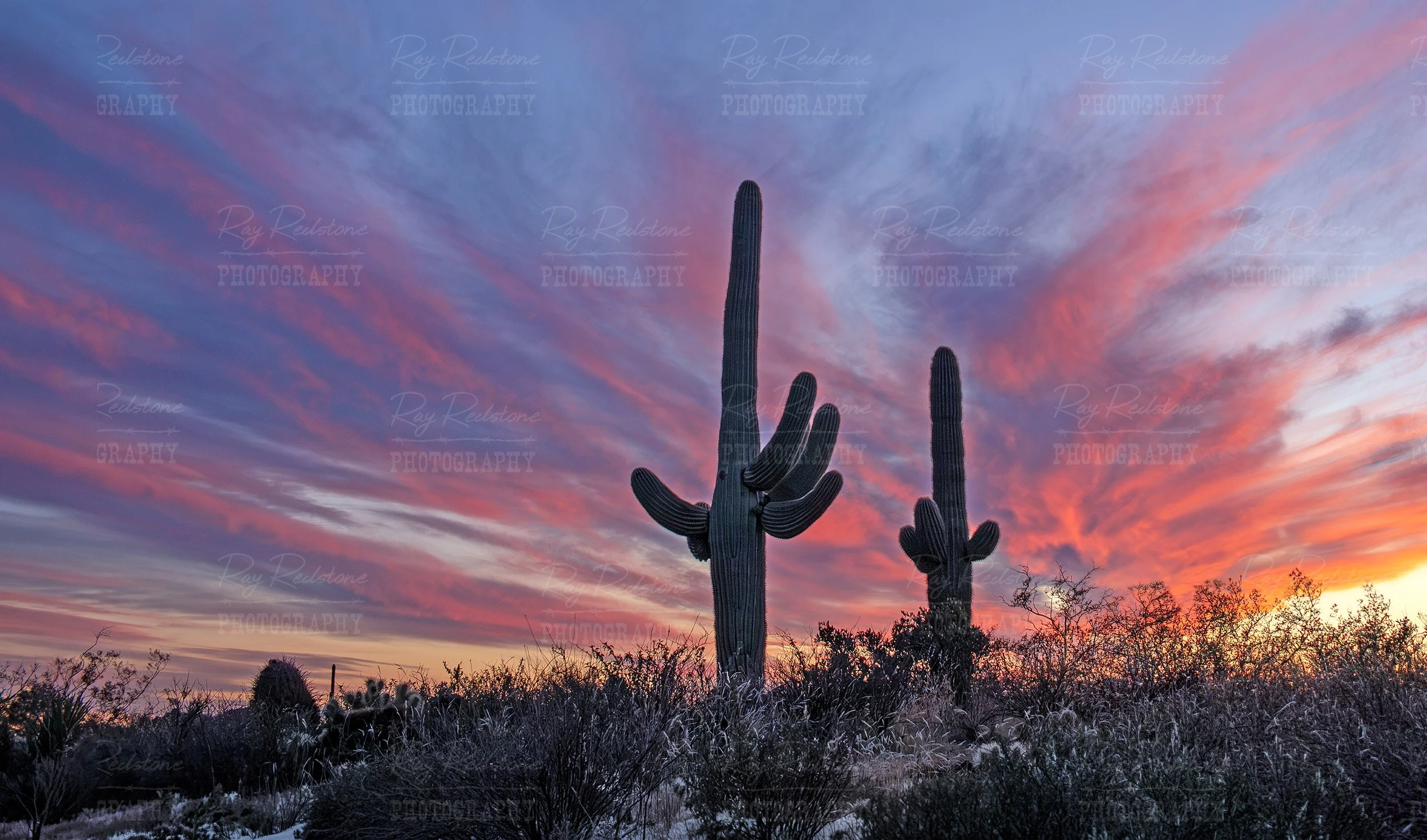 Low Angle Sunset View Of Two Saguaro Cactus