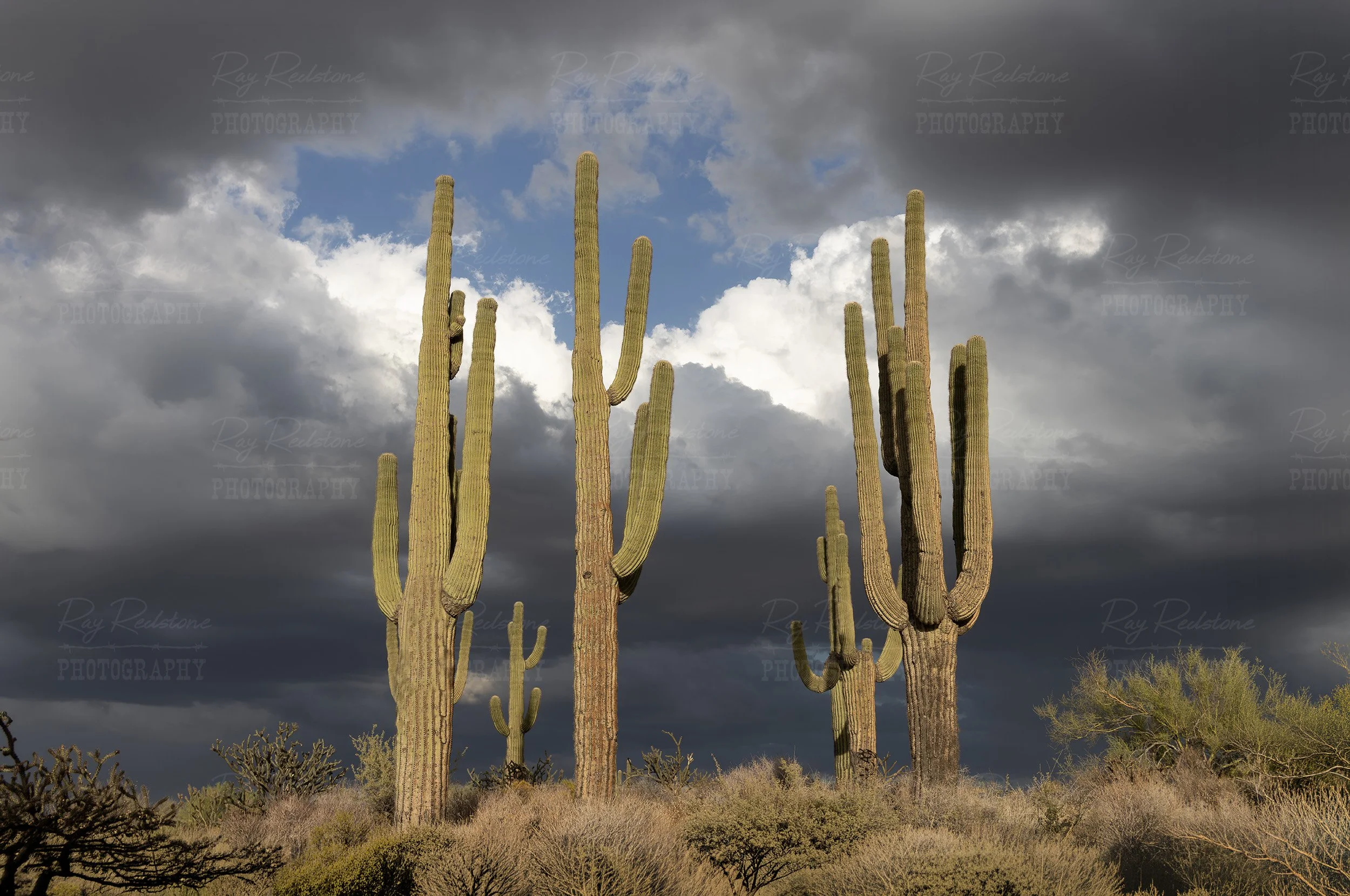Saguaro Cactus Stand With Storm Clouds Behind It