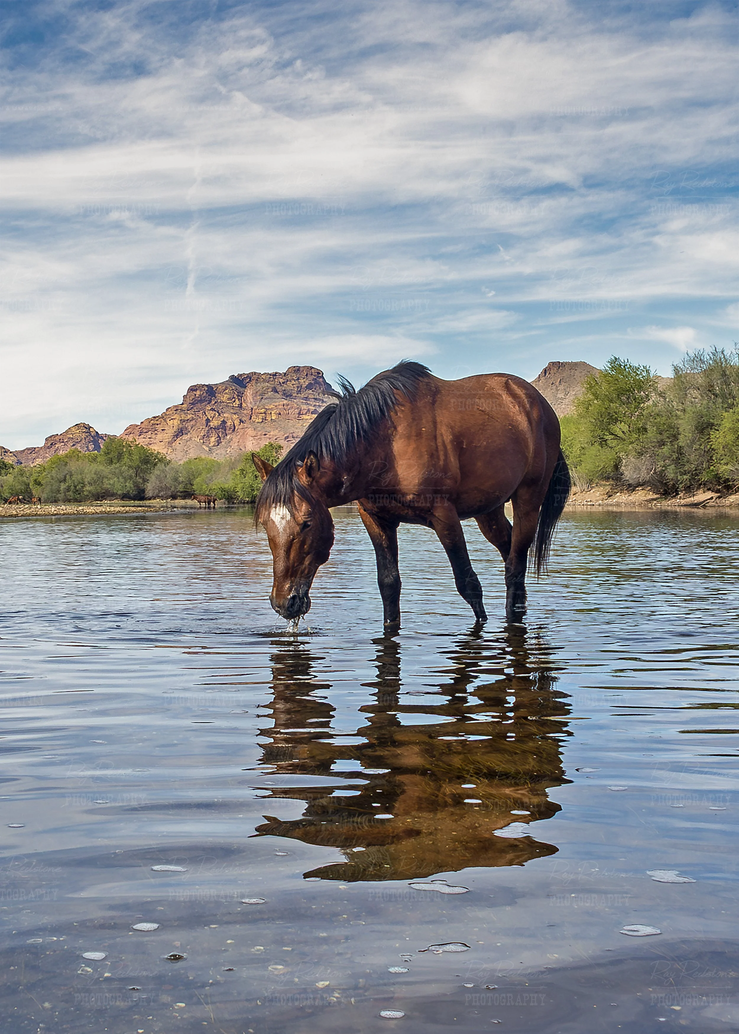 vertical ratio view wild mustang feeding in Salt River