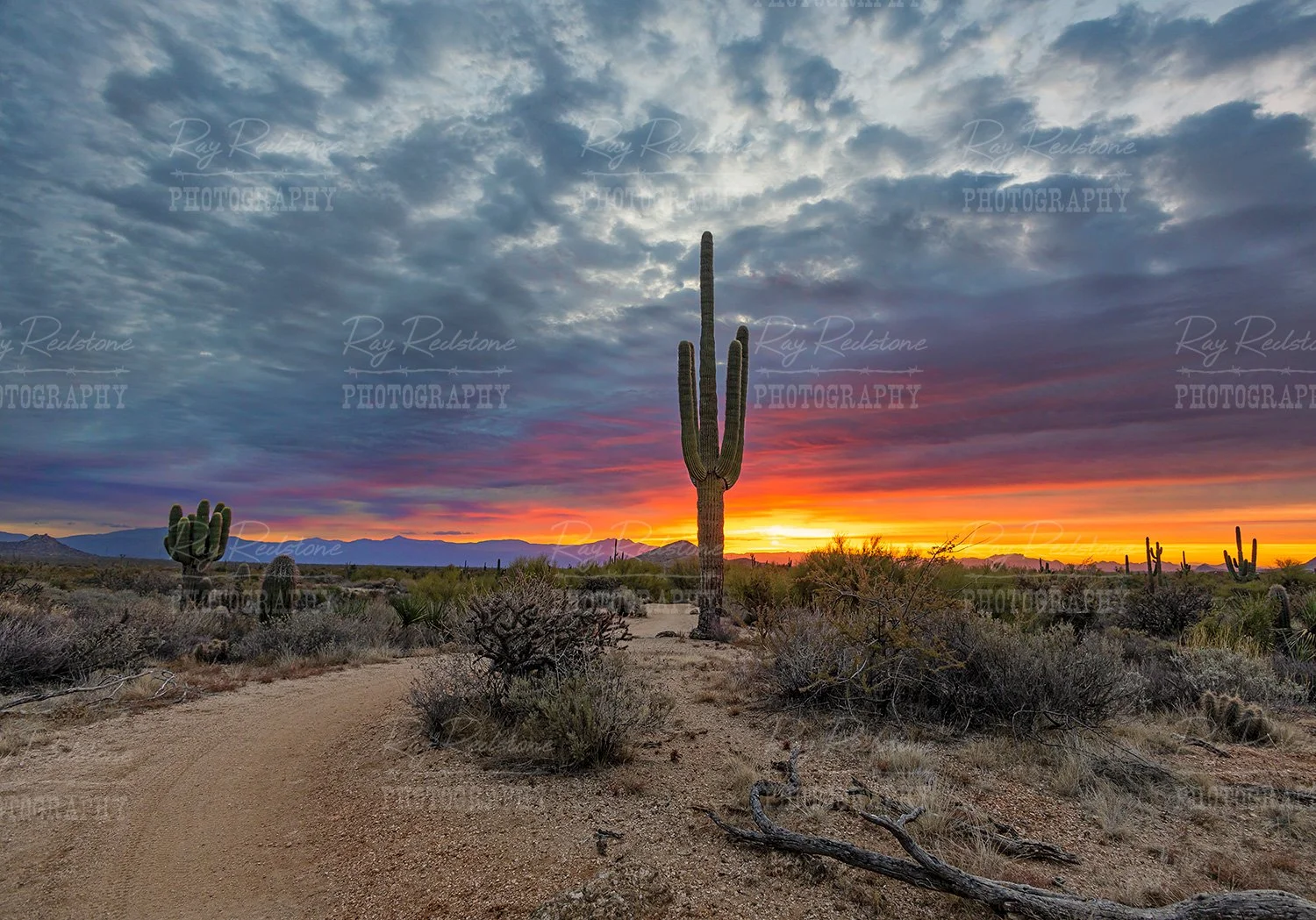 Sunrise Along A Trail