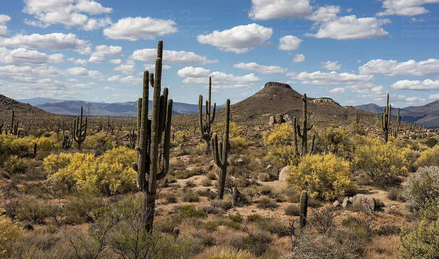 Pano View Sonoran Desert Landscape Spring 