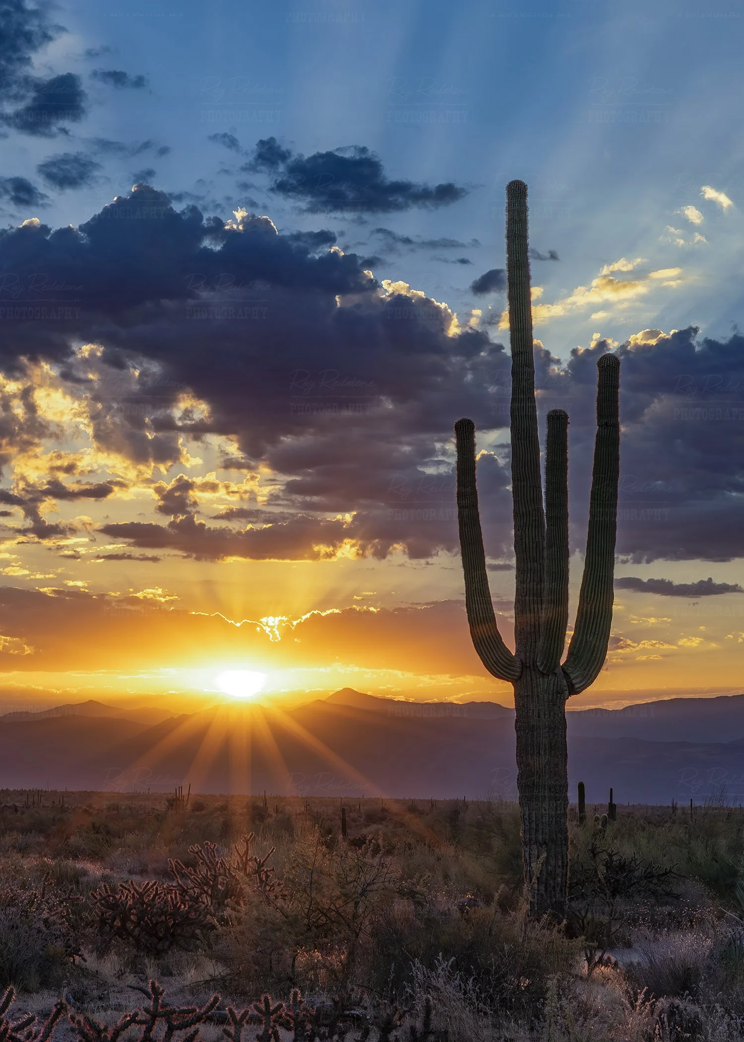 Vertical View Saguaro Cactus 