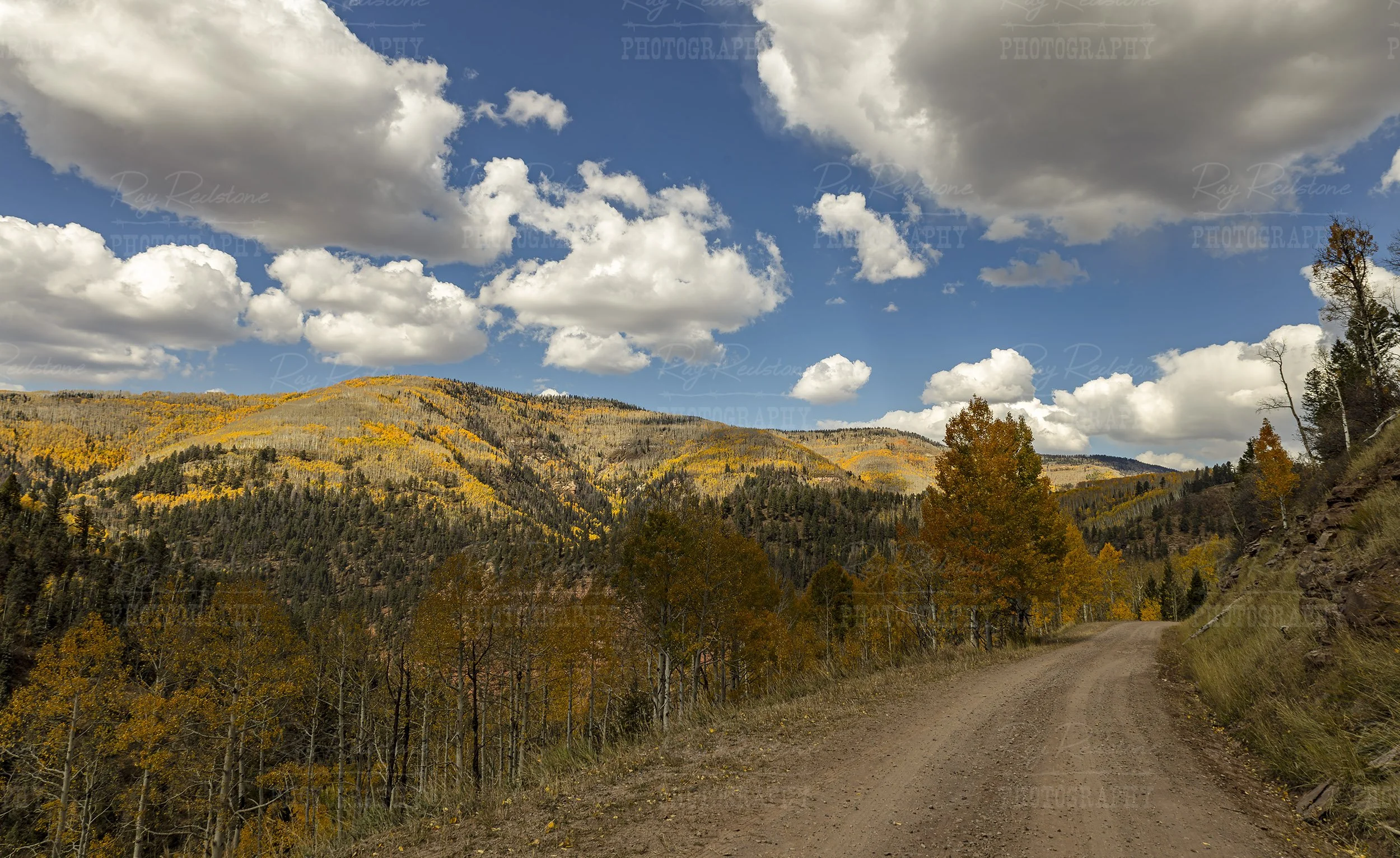 Fall Colors On Forest Road Hillside Drive Near Rico Colorado