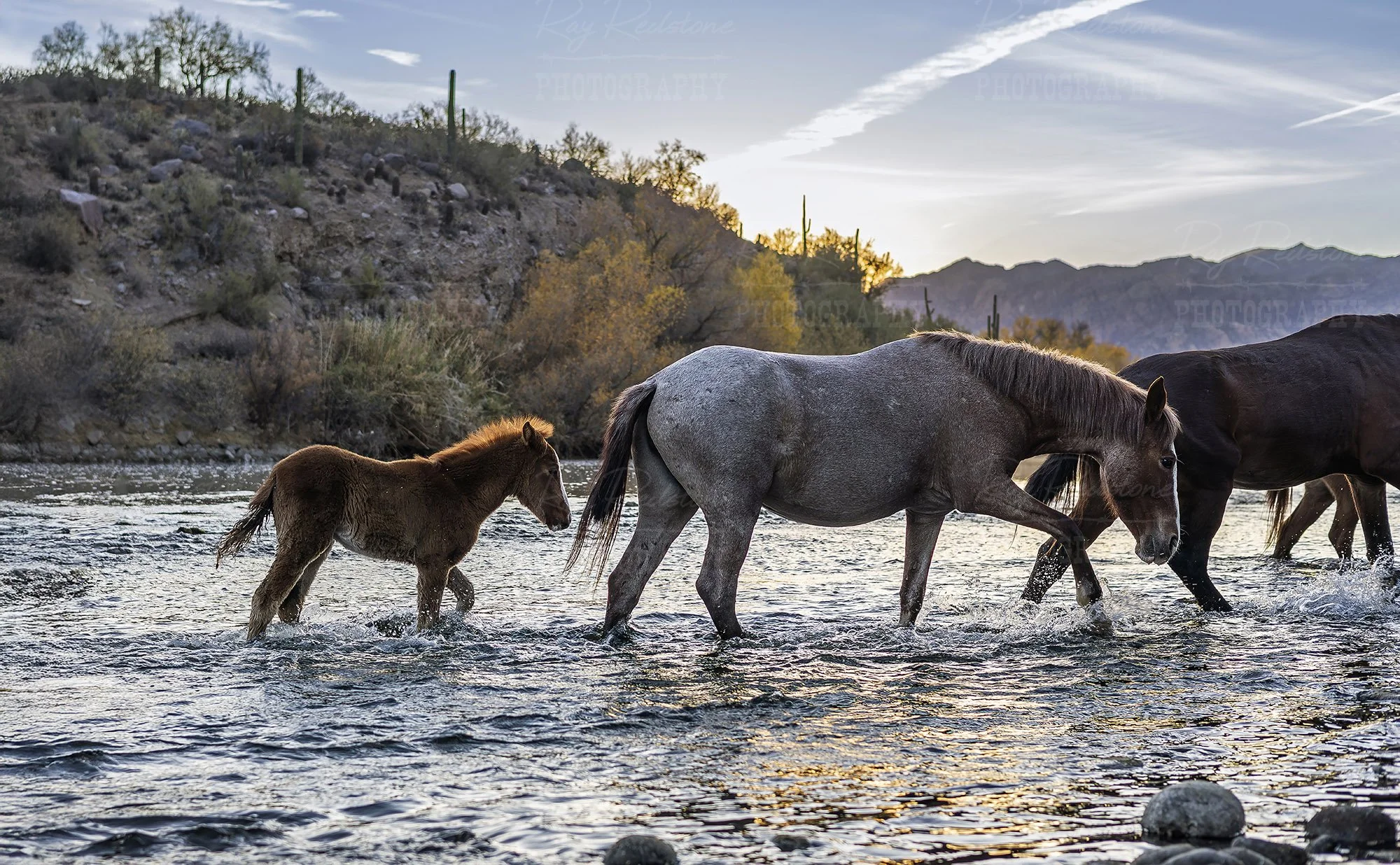 Wild Horse Foal Crossing The Salt River At Sunrise in Arizona