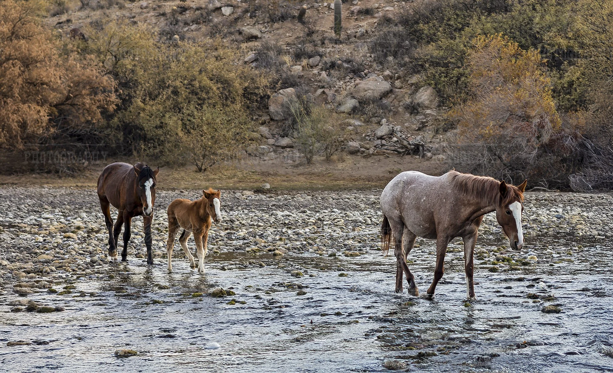 New Born Foal Crossing Salt River In AZ