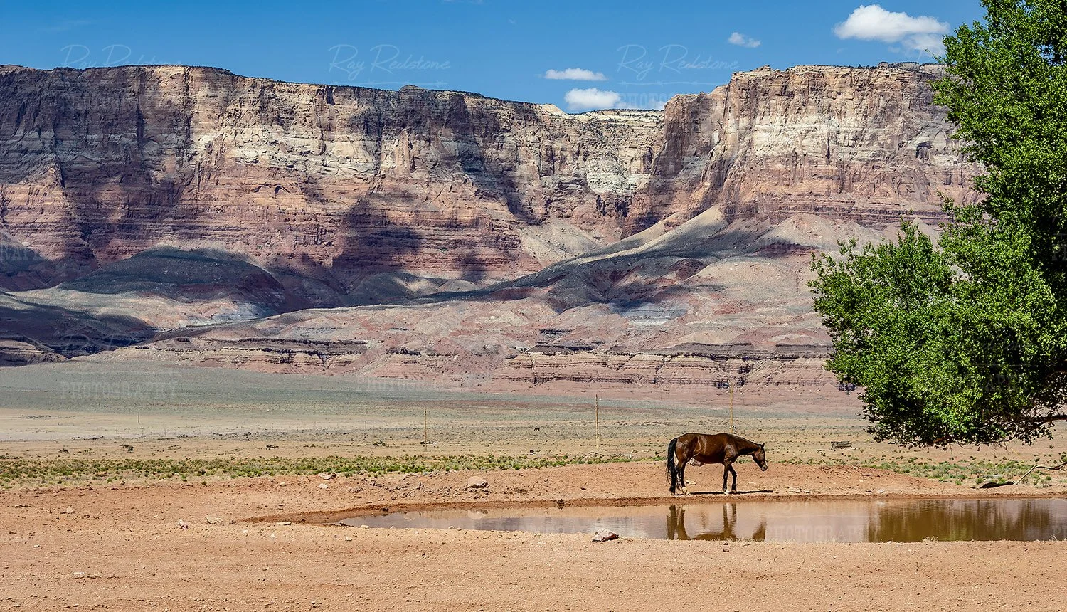 Free Range Horse Navajo Rez 