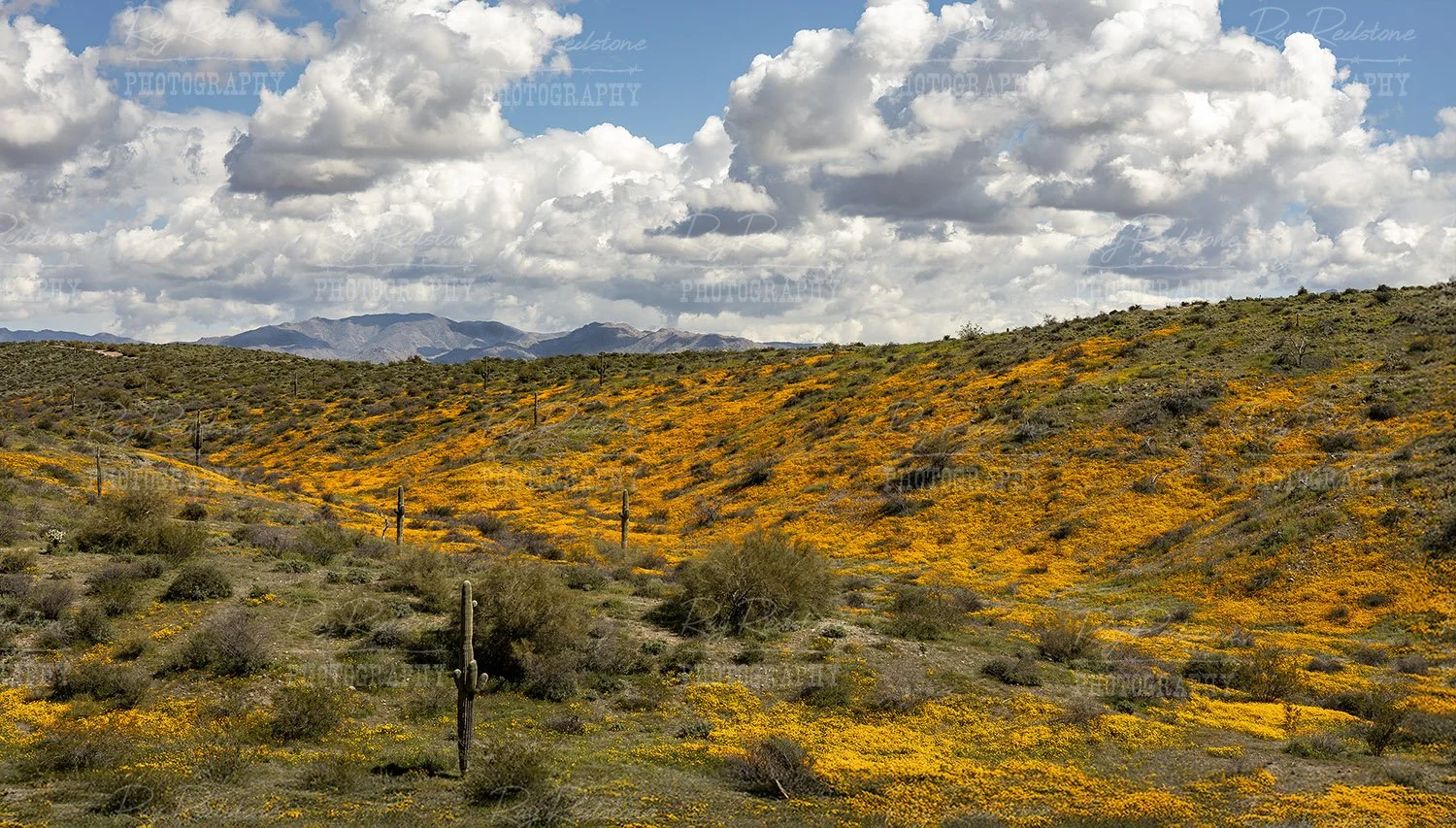 Wildflower Super bloom