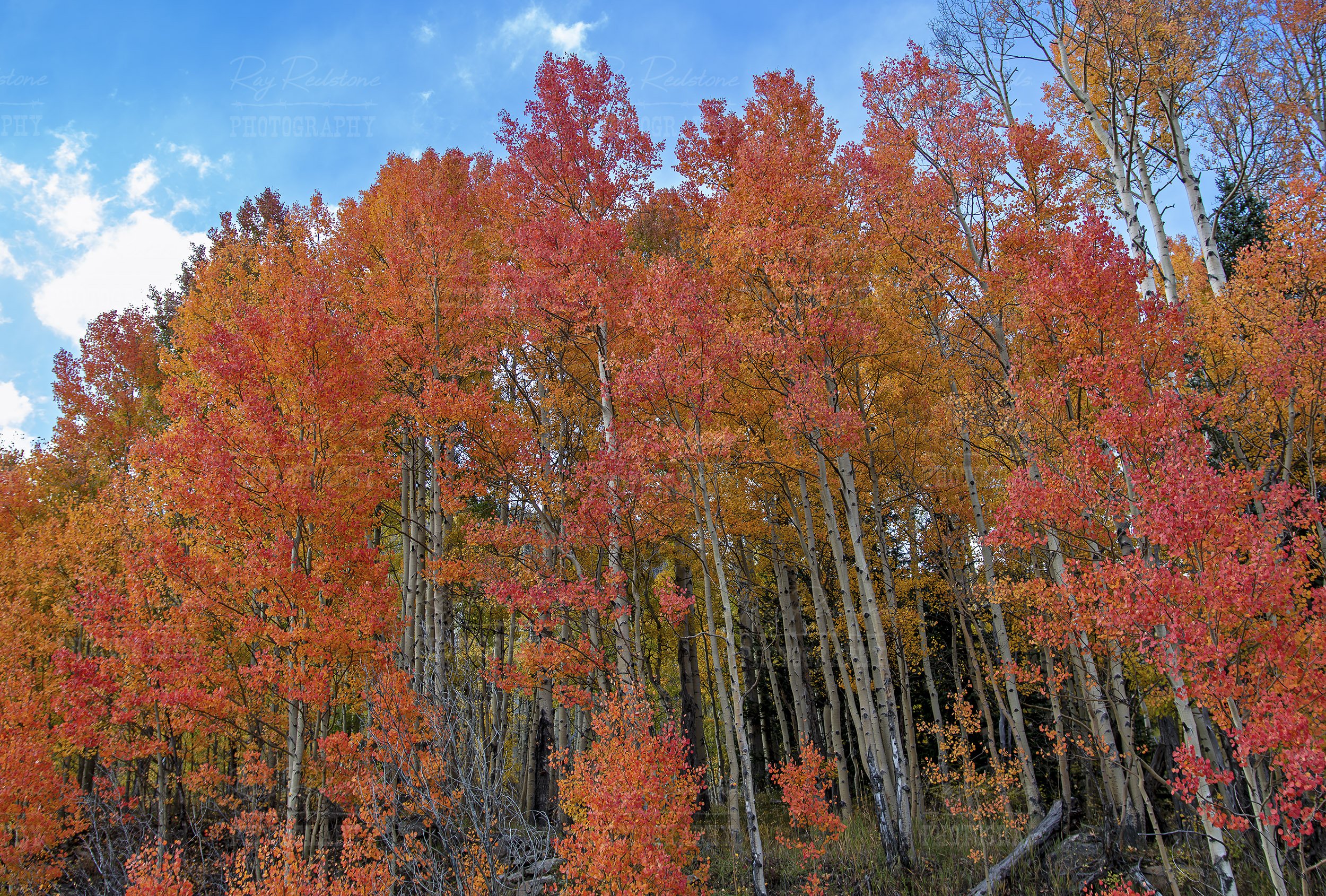 close-up-stand-vibrant-aspen-trees-fall-time-2500wm-IMG_7720-Enhanced-NR.jpg