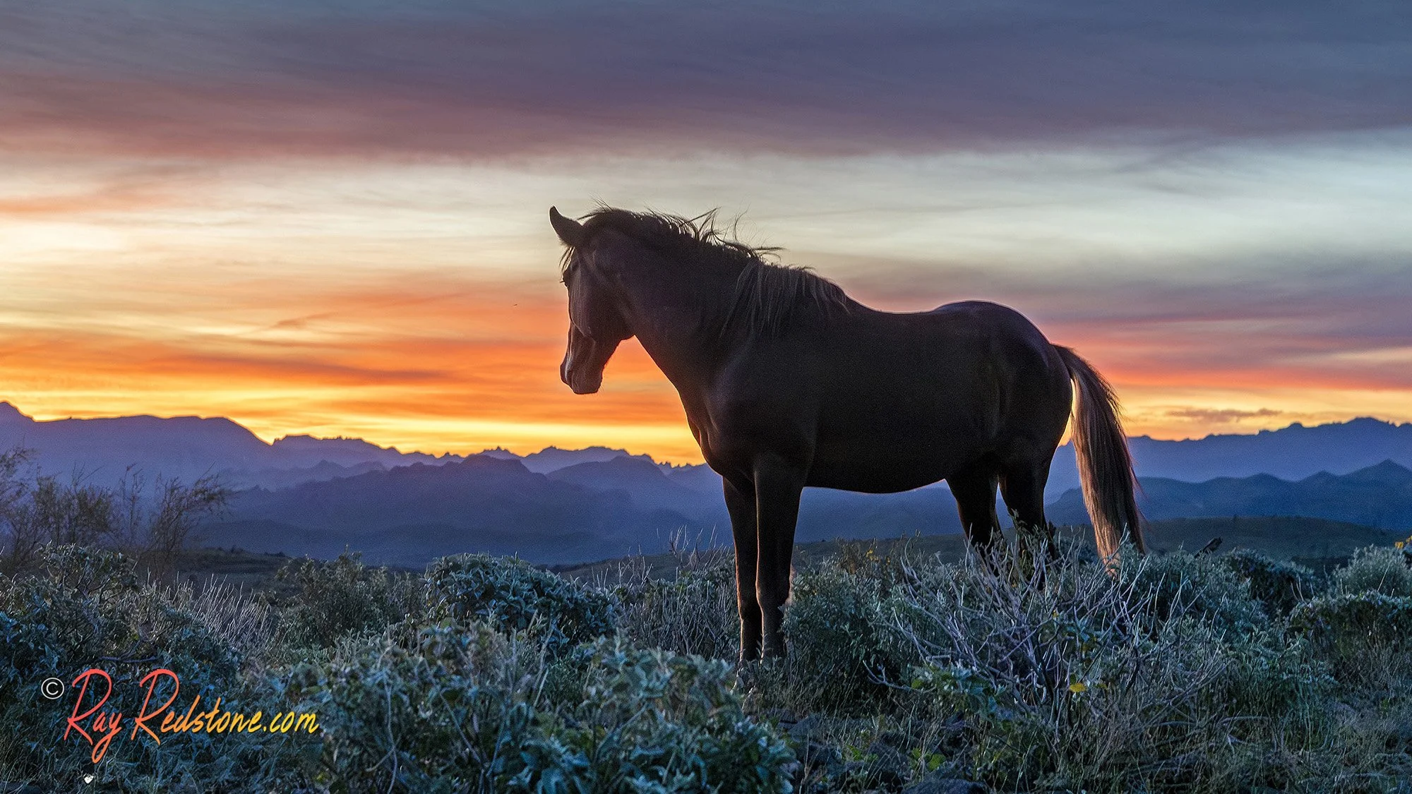 Wild Horses On A Ridge At Sunrise In AZ