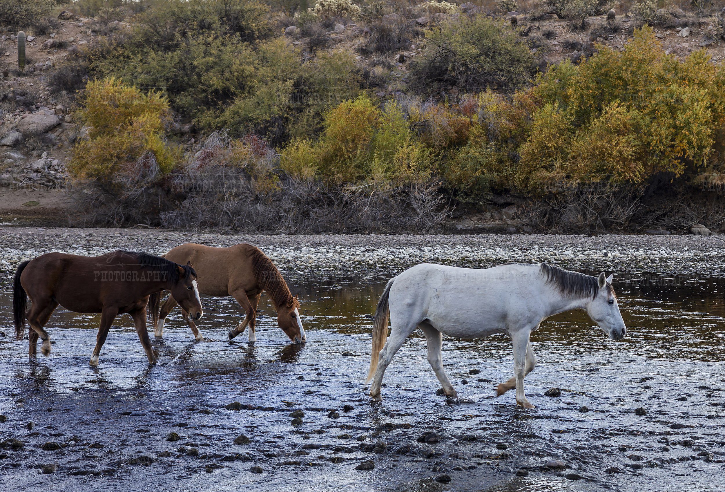 Salt River Mustangs Crossing River