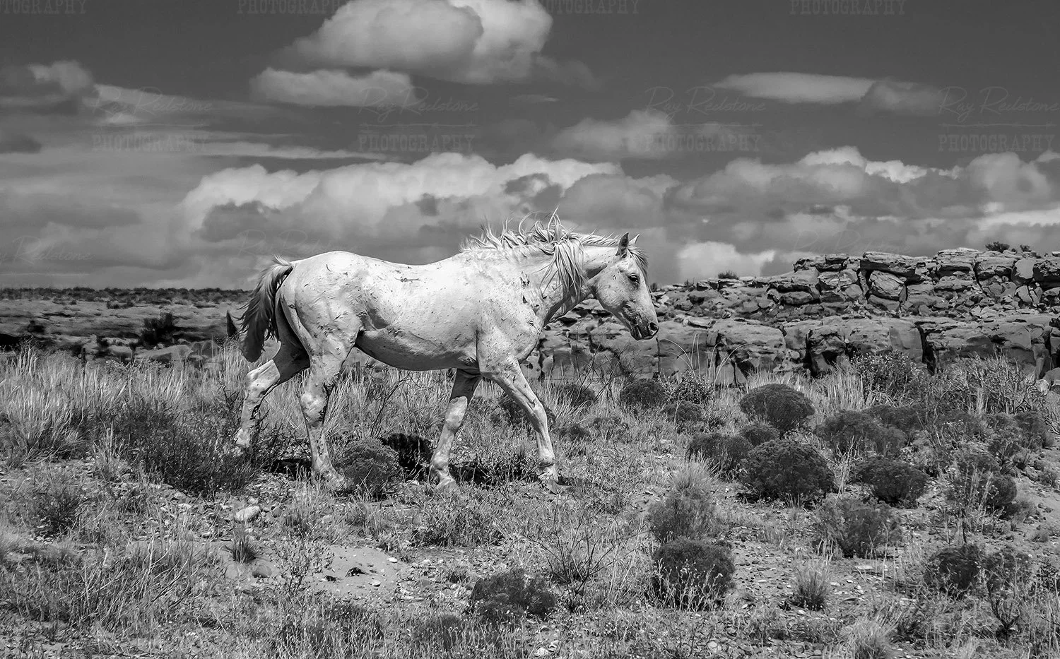 Free Range Horse $ Corners Area