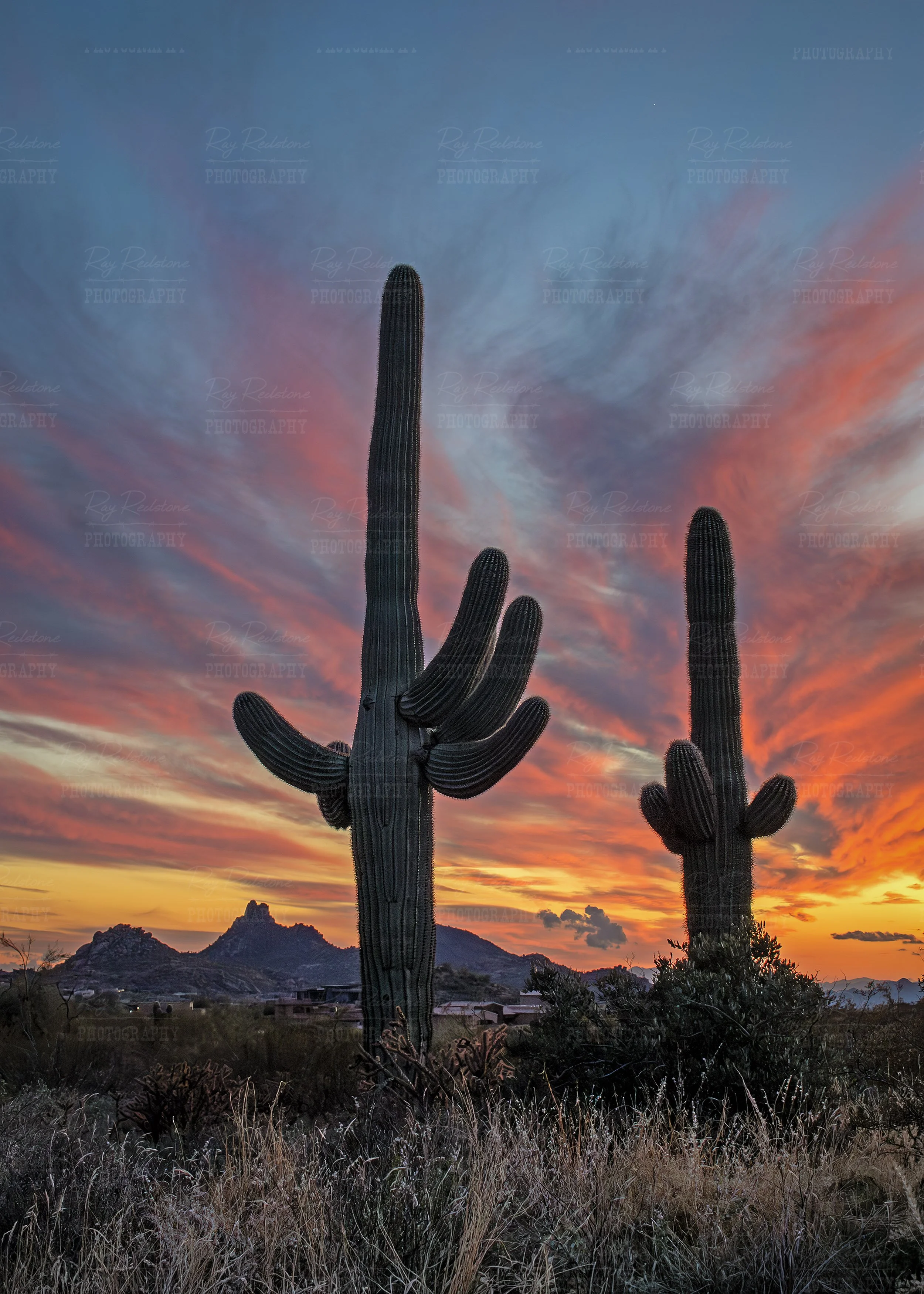 Vertical View Two Saguaro Cactus During Epic Sunset AZ