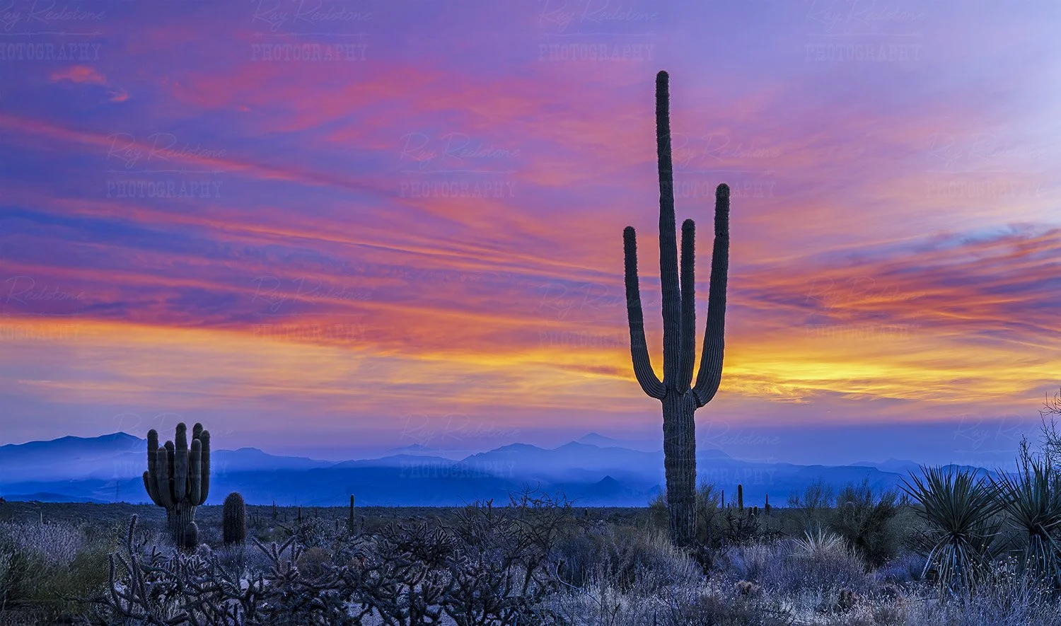 lone-saguro-cacti-sunrise-0S8A8718-1500wm.jpg